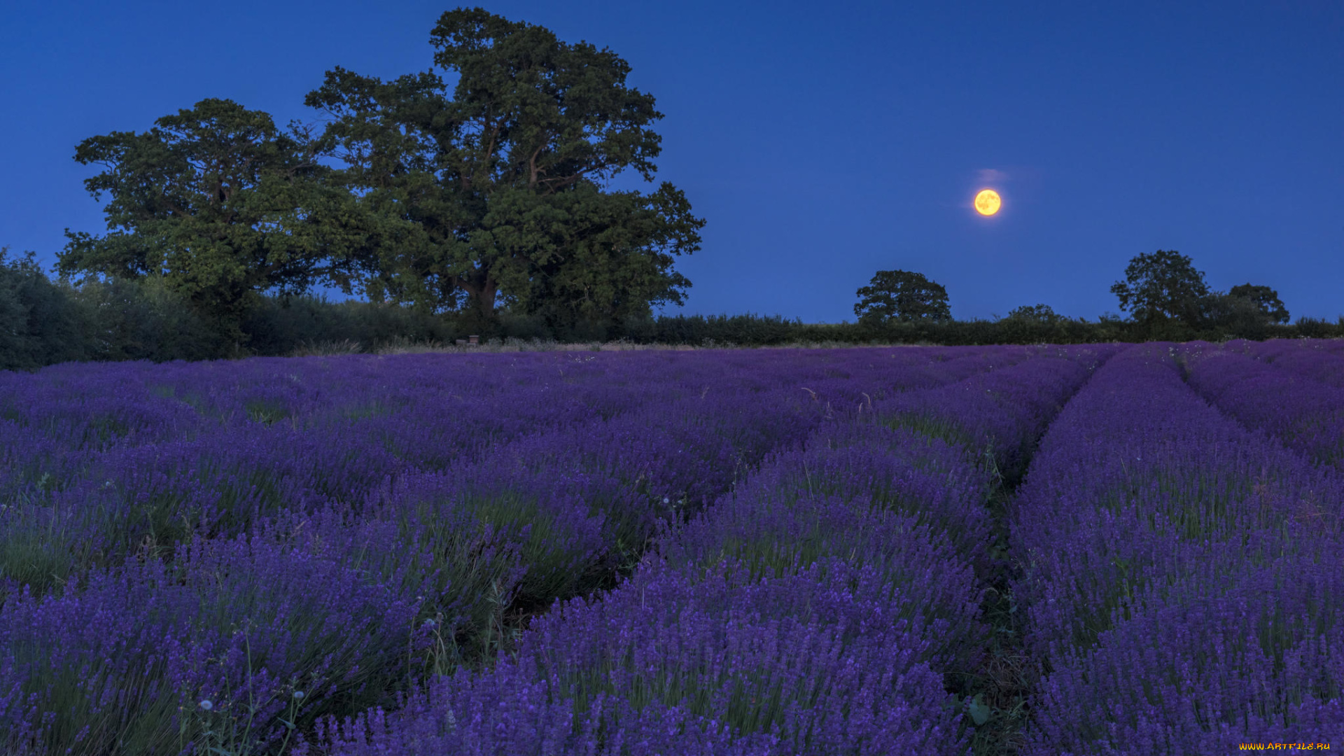 цветы, лаванда, поле, луна, ночь, пейзаж, картинки