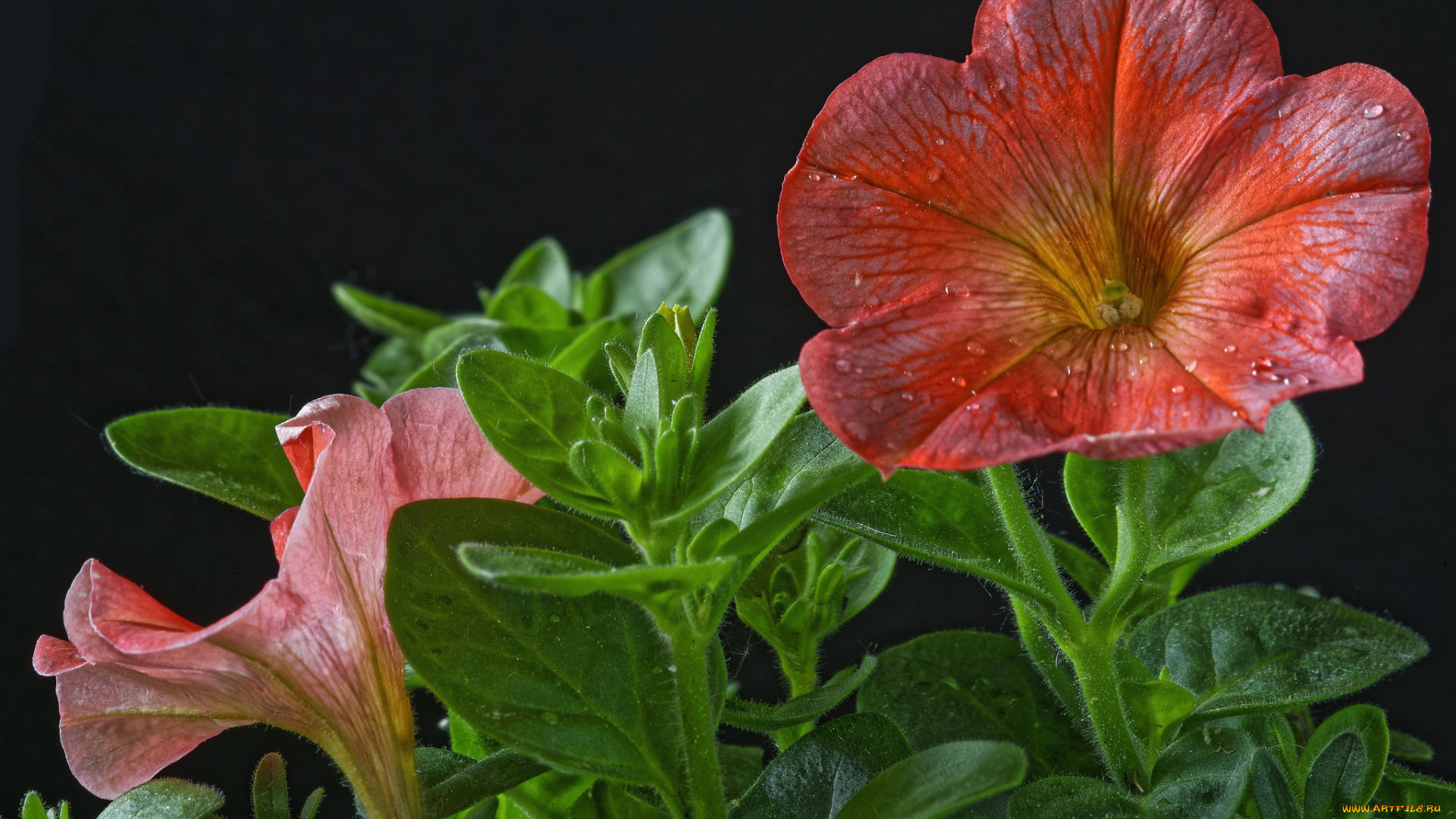 цветы, лепестки, черный, фон, капли, макро, листья