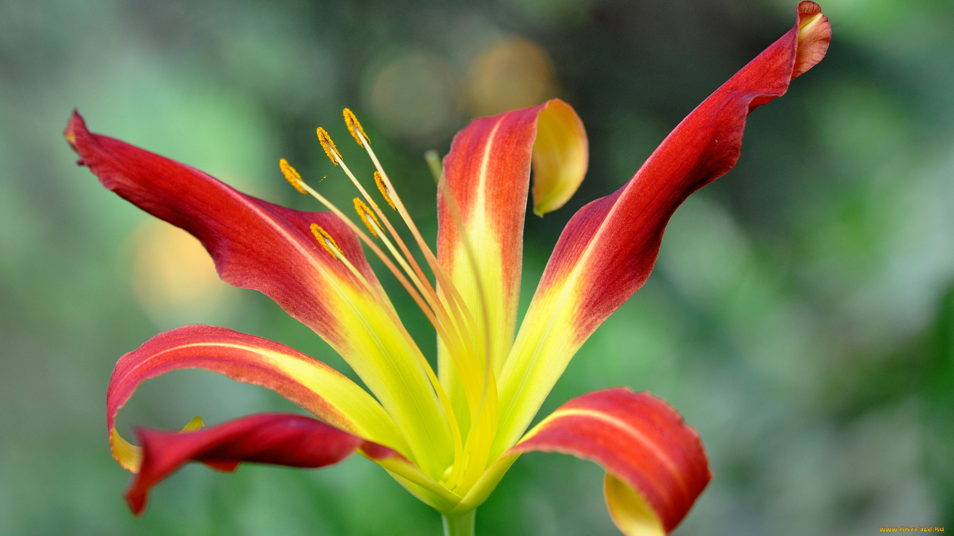 цветы, лилии, , лилейники, лилия, лепестки, цветок