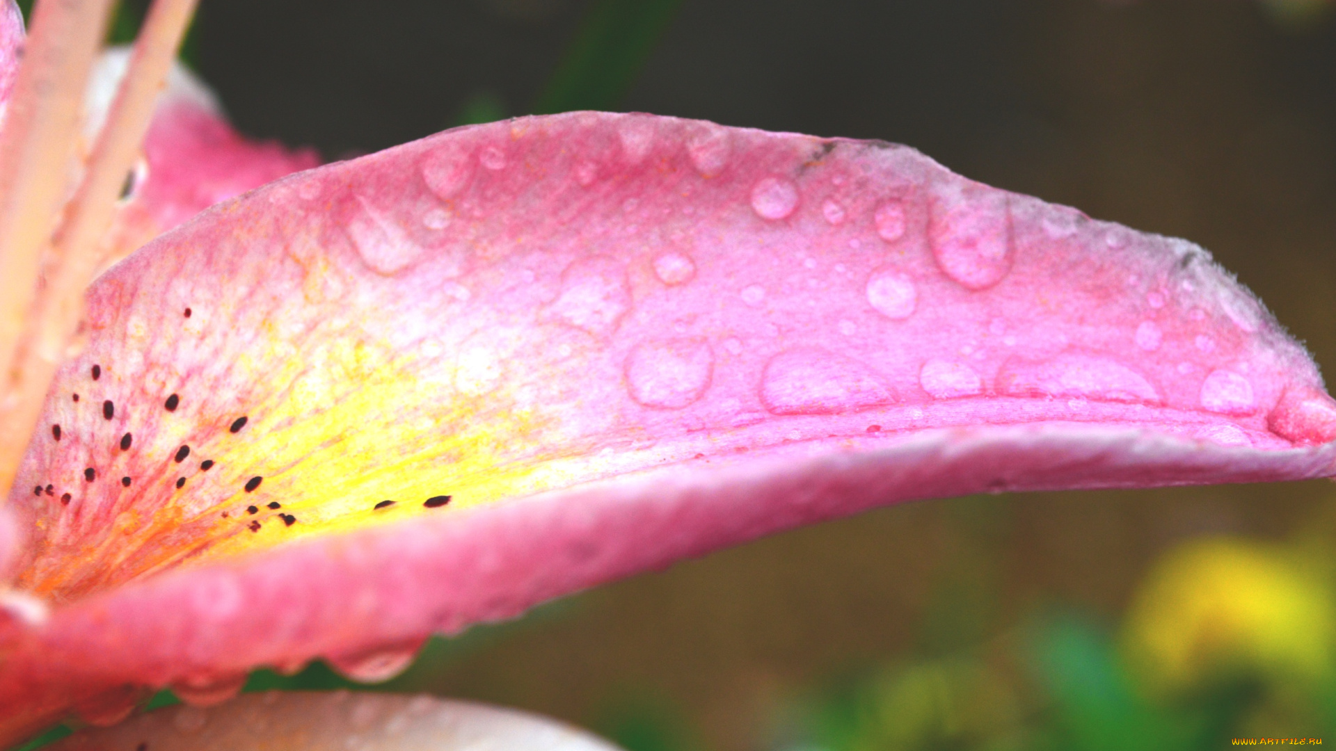 цветы, лилии, , лилейники, розовый, лепесток, лилия, капли, роса, цветок