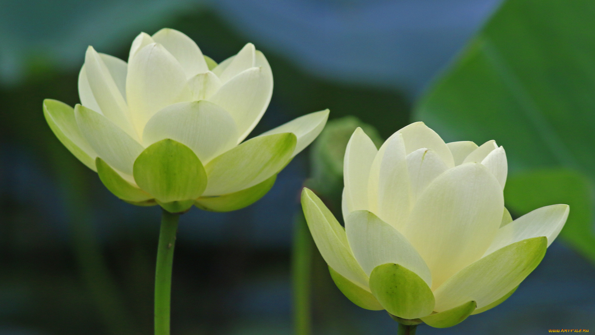 цветы, лотосы