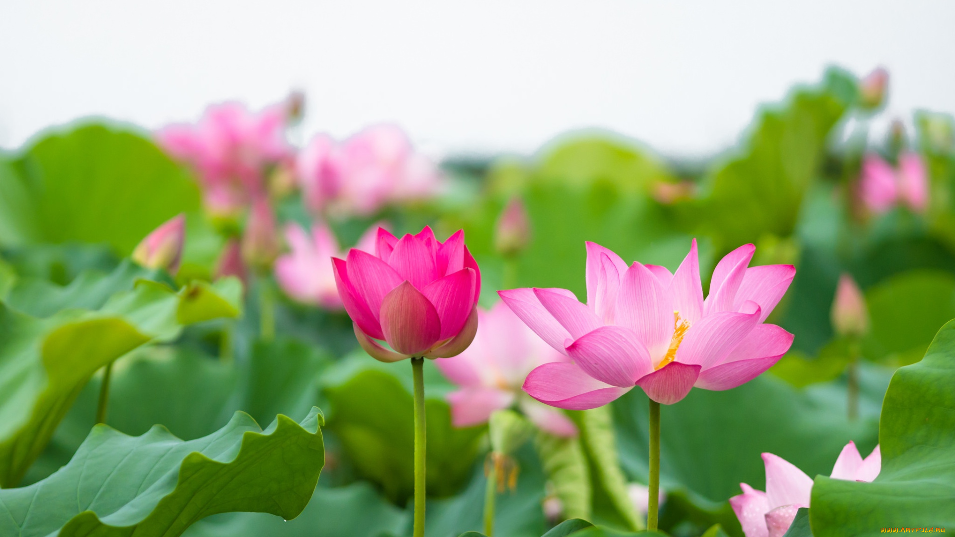 цветы, лотосы, листья, розовые, лотос