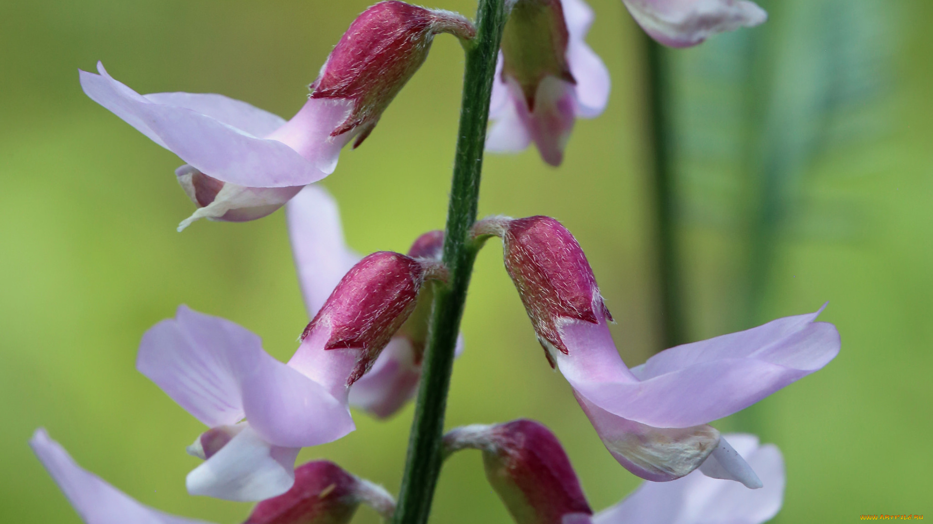 цветы, луговые, , полевые, , цветы, макро