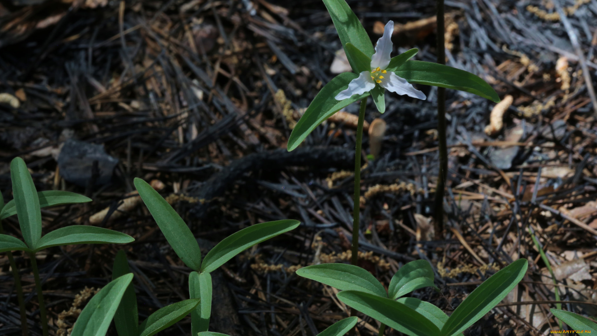цветы, луговые, , полевые, , цветы, маленький