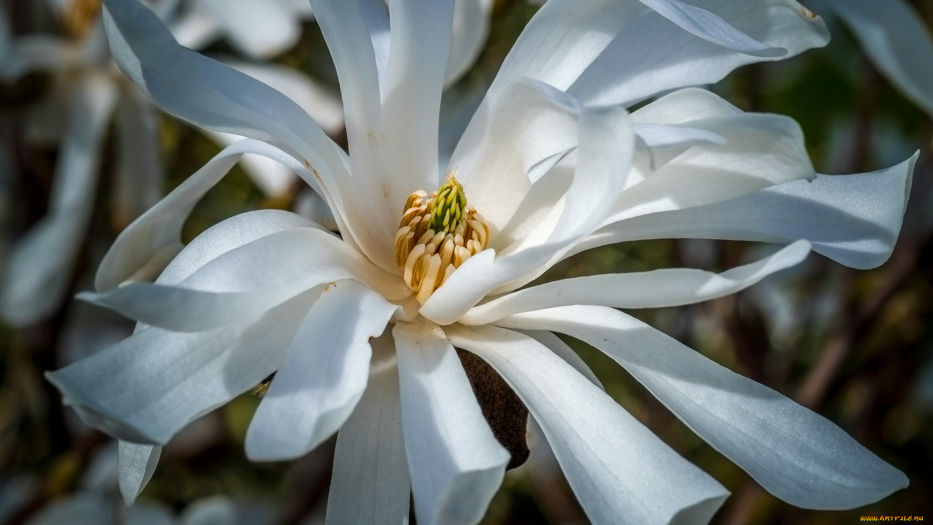 цветы, магнолии, магнолия, цветение, белые, весна