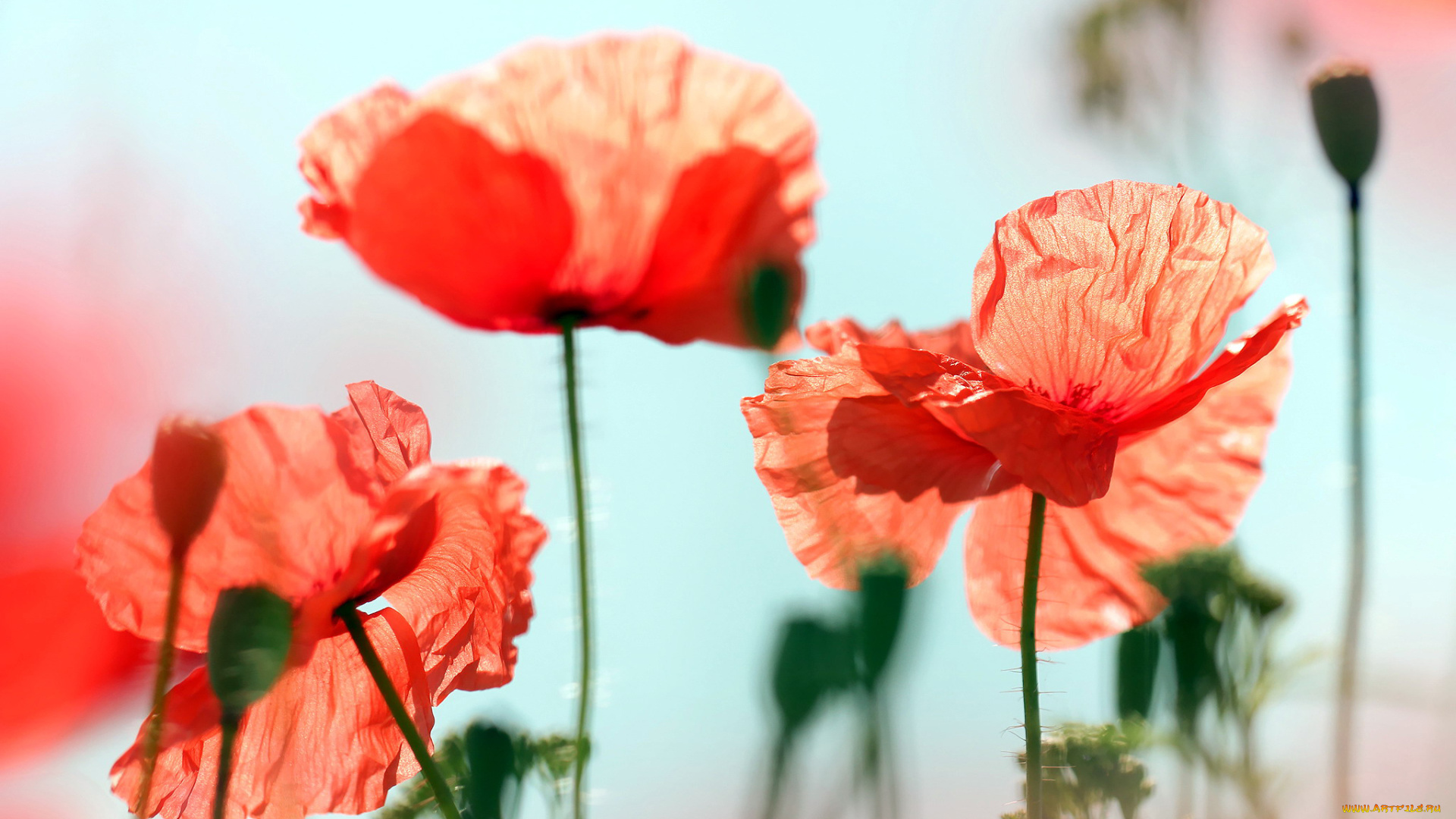цветы, маки, красные
