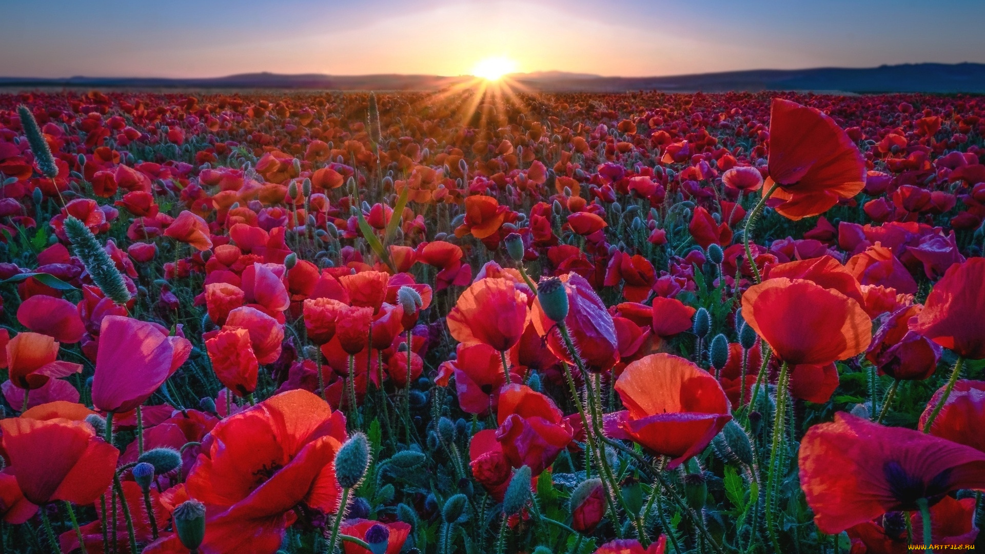 цветы, маки, красные, лепестки, солнце