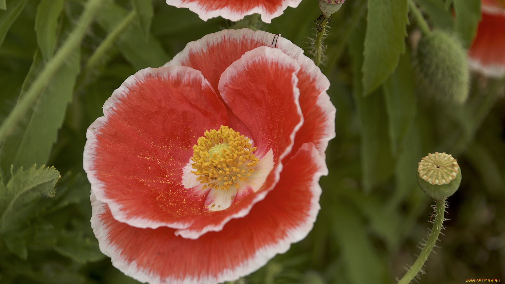 цветы, маки, лепестки