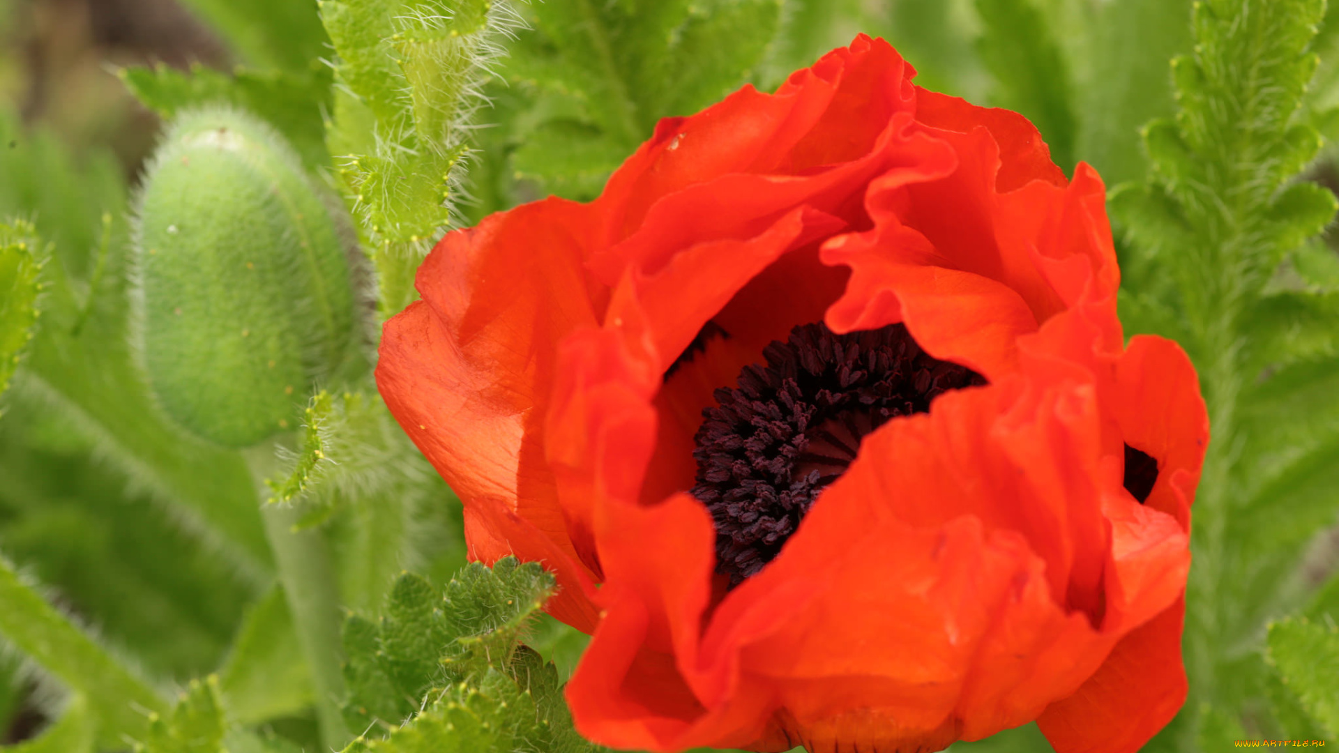 цветы, маки, лето, мак, красный, лепестки, листья, бутоны