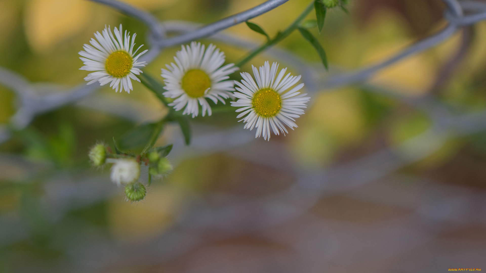 цветы, маргаритки, белые