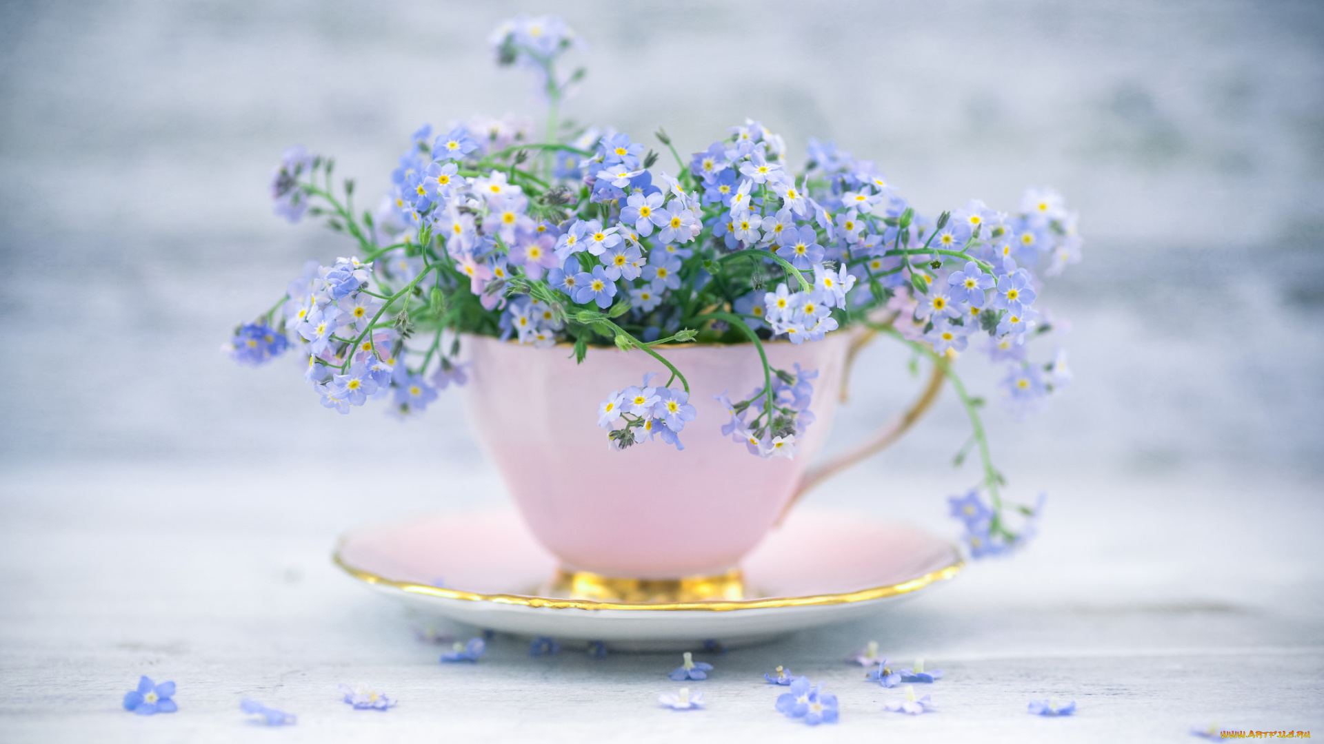 цветы, незабудки, натюрморт, букет, блюдце, чашка