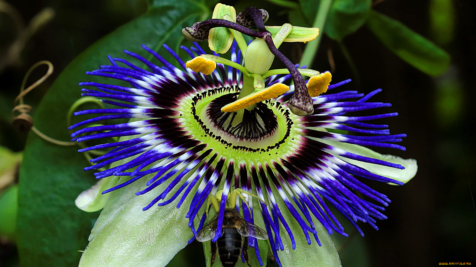 цветы, пассифлора, усики, лепестки, цветение, голубая, тычинки