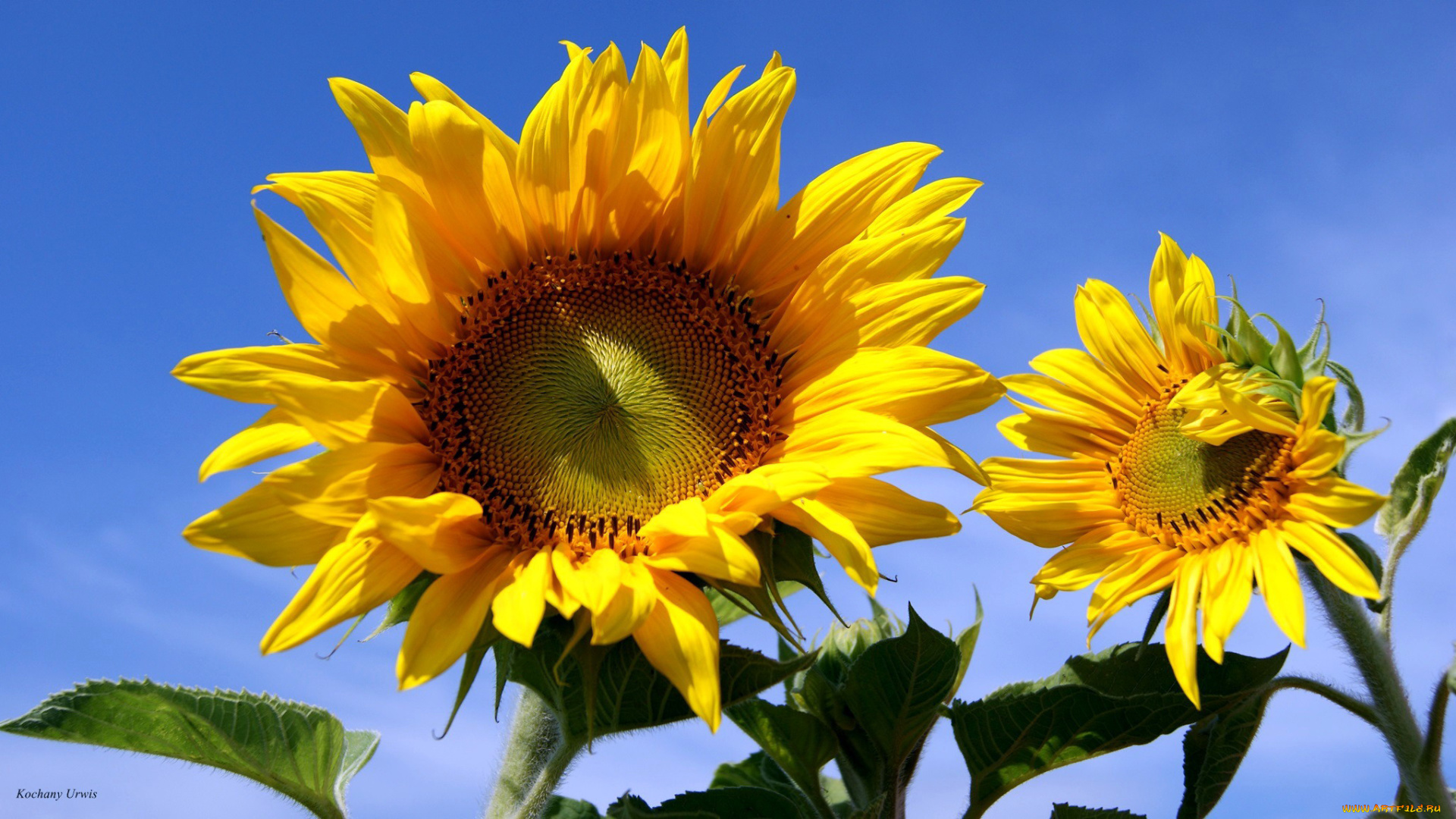 цветы, подсолнухи, солнечный