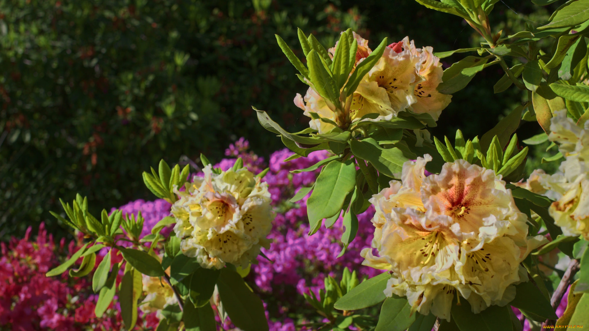 цветы, рододендроны, , азалии, листья, рододендрон, куст, азалия