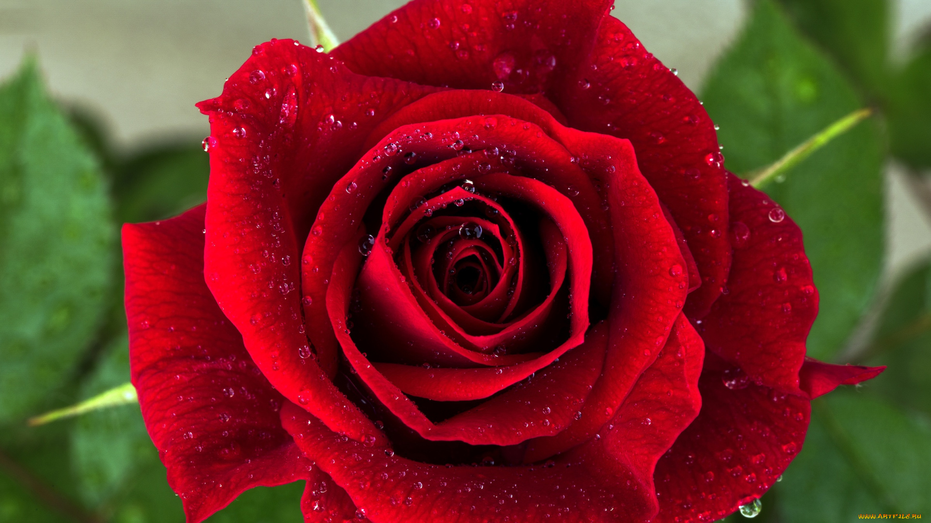 цветы, розы, капли, красный, лепестки, роза, цветок, макро