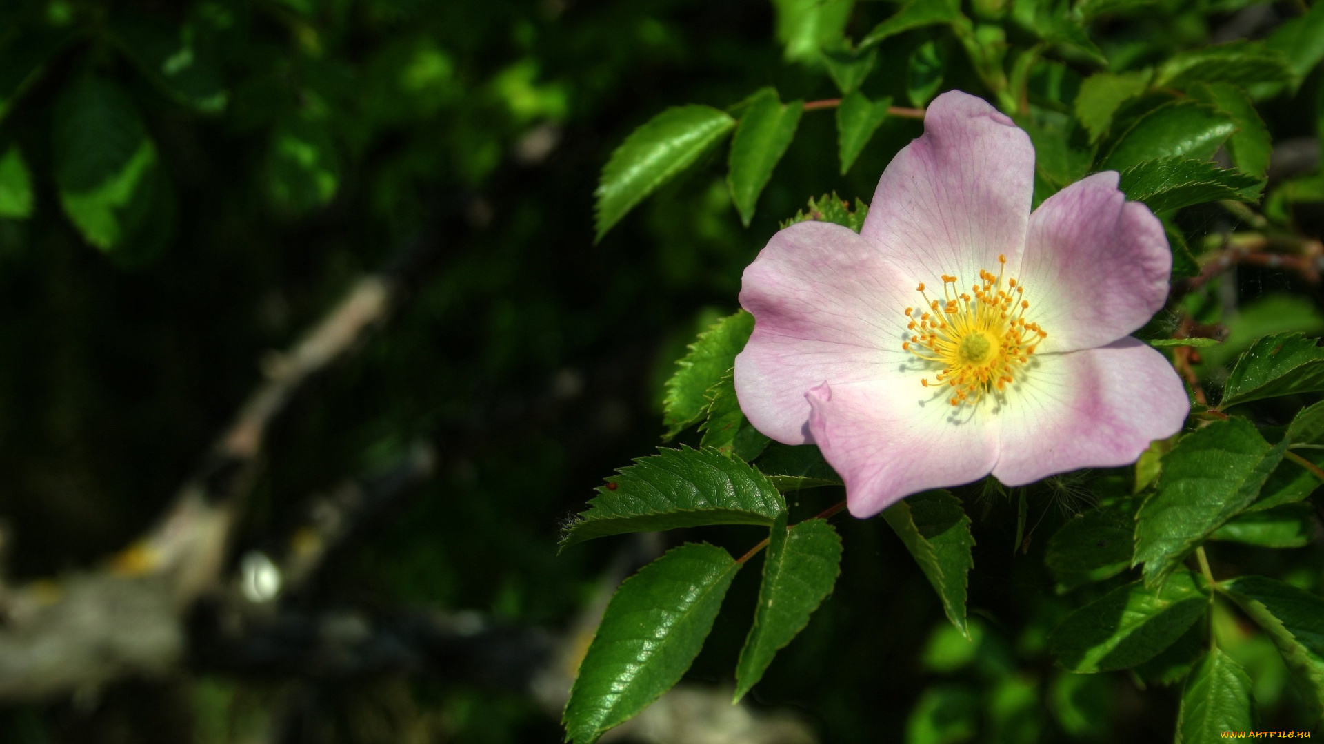 цветы, розы, макро, листья, вереск, весна, цветок