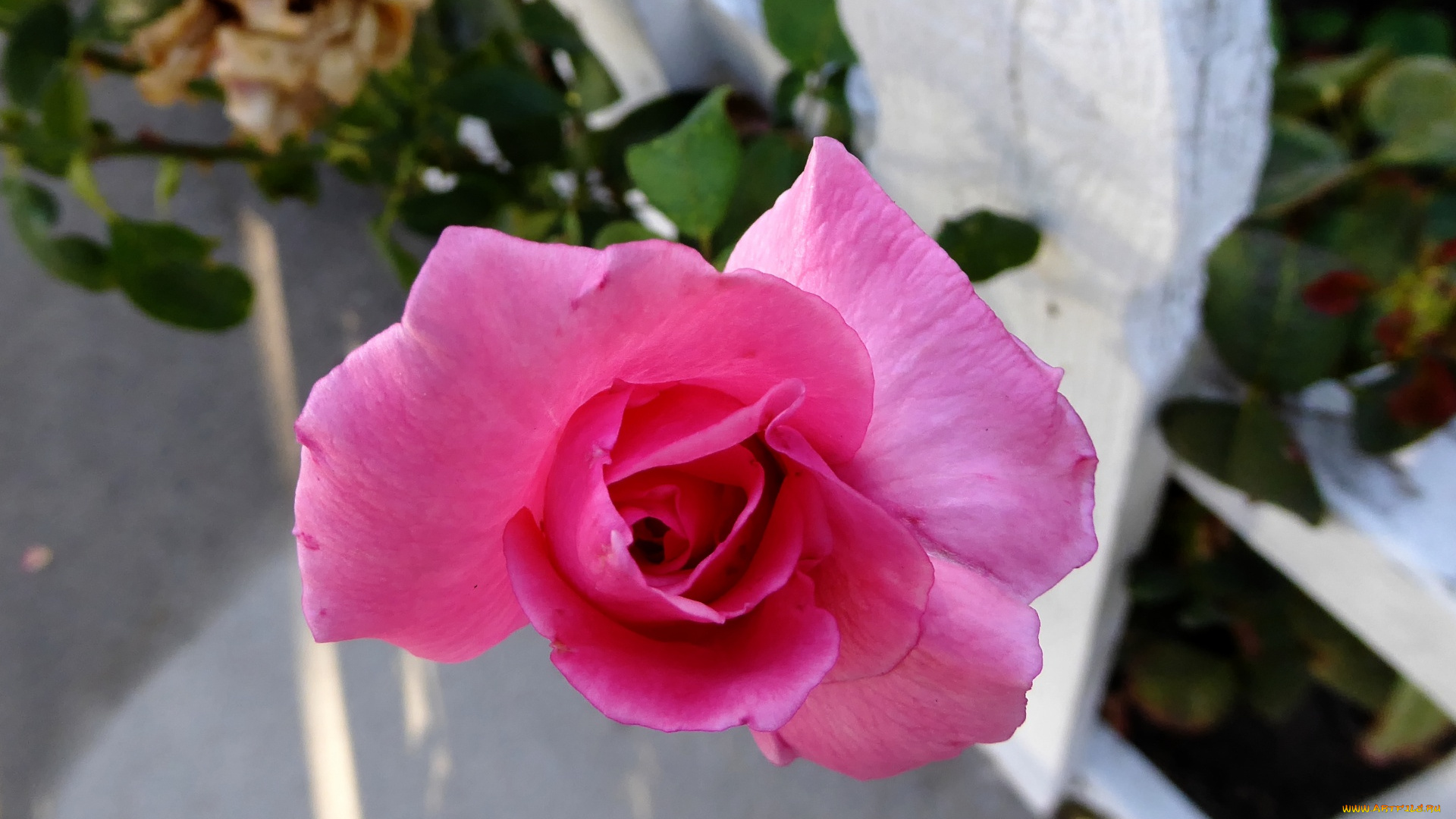 цветы, розы, розовый, бутон