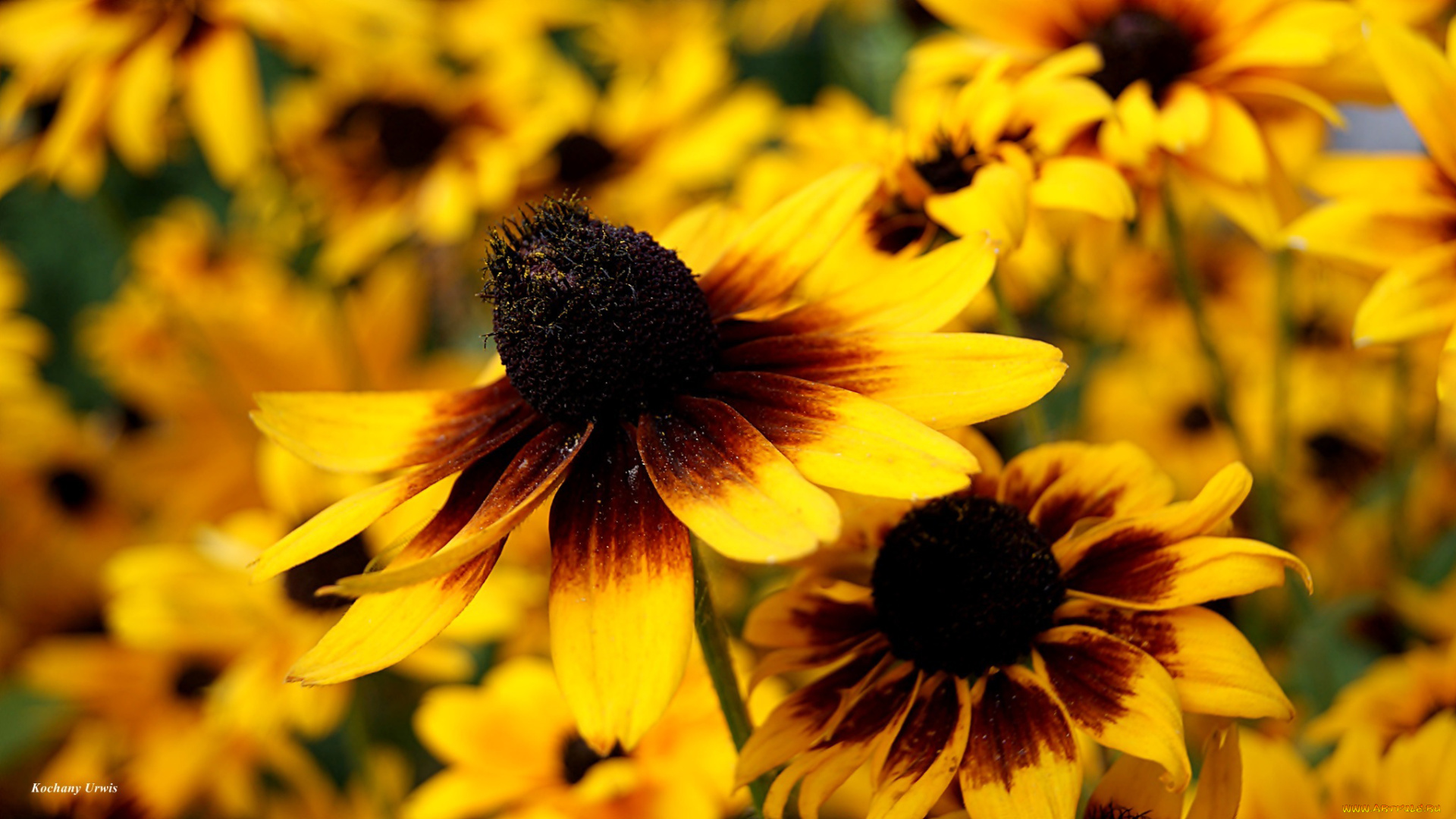 цветы, рудбекия, макро