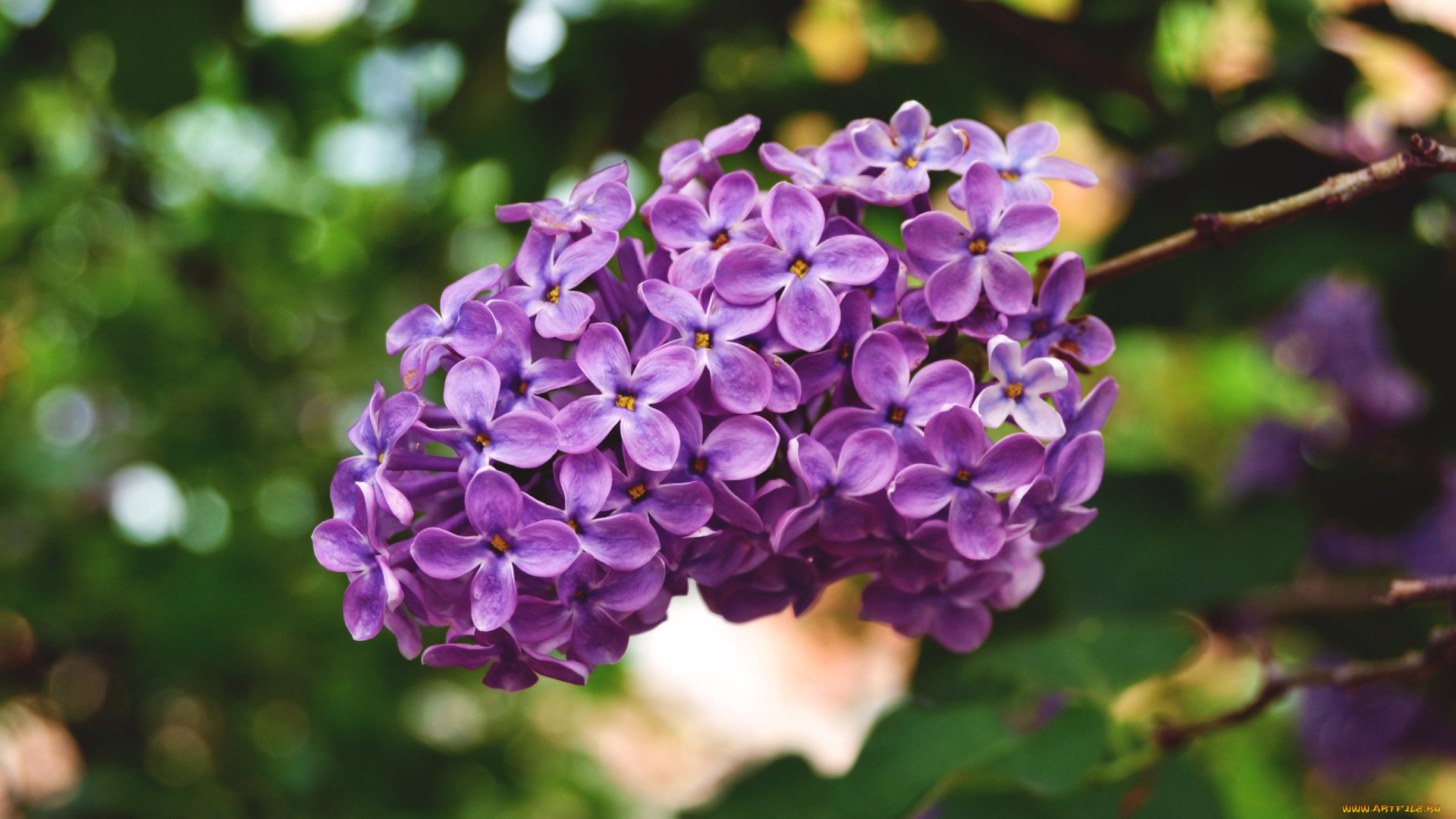 цветы, сирень, сиреневые, весна, соцветие, макро, цветение, природа