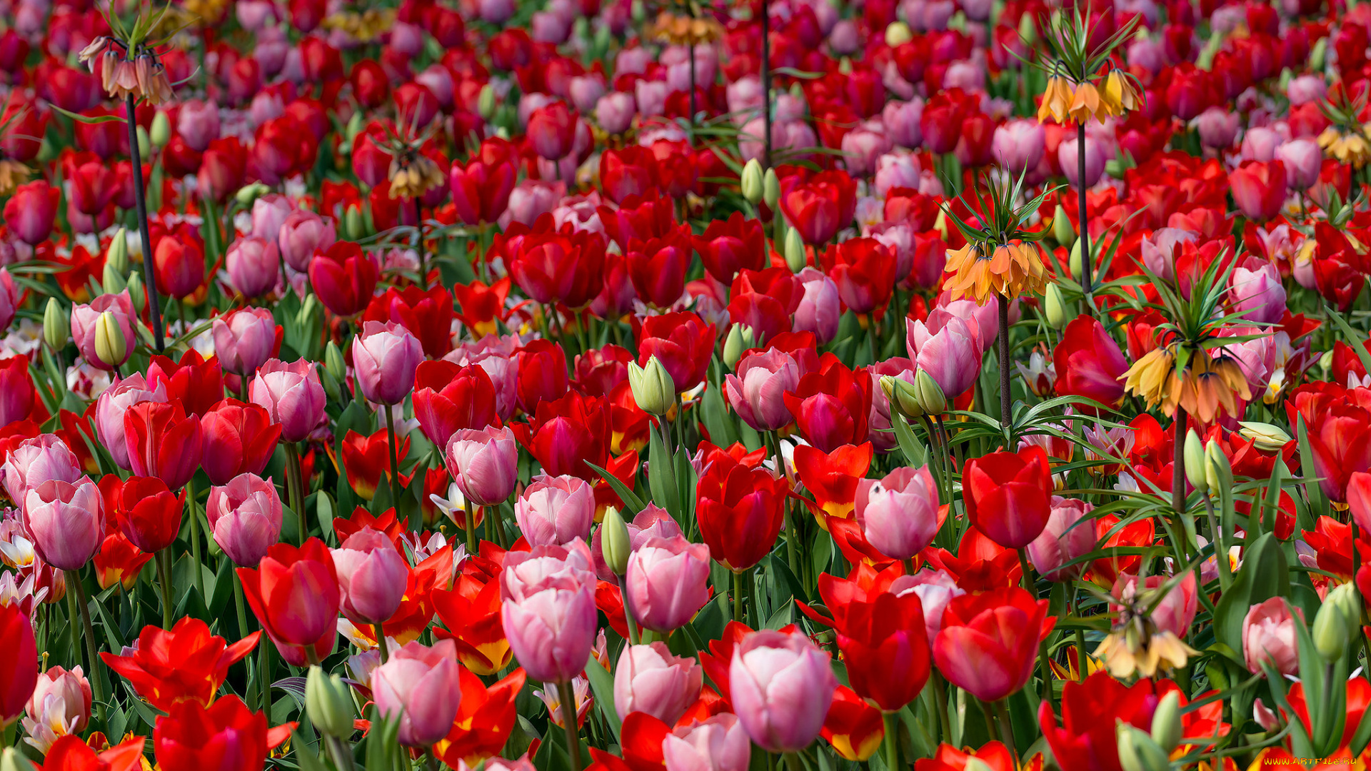 цветы, тюльпаны, бутоны, цветение, яркость, лепестки, листья