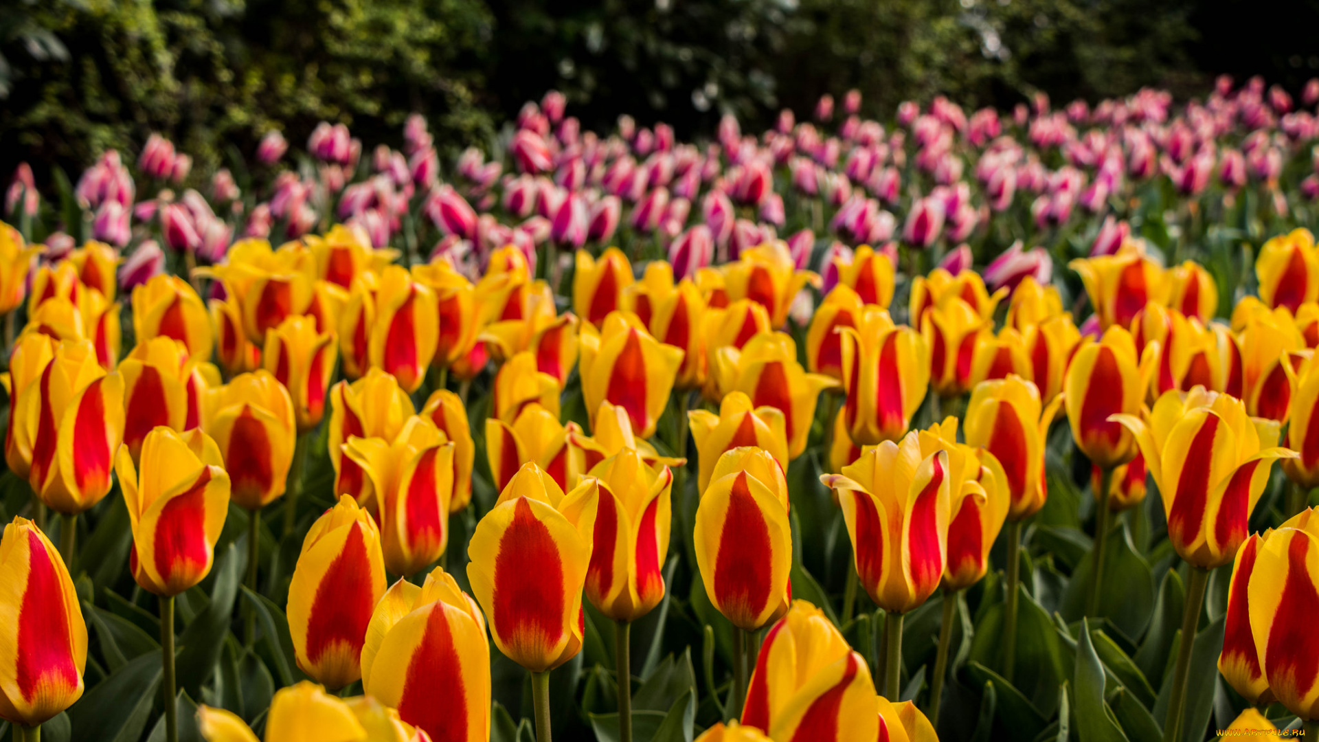 цветы, тюльпаны, лепестки, цветение, разноцветные, много