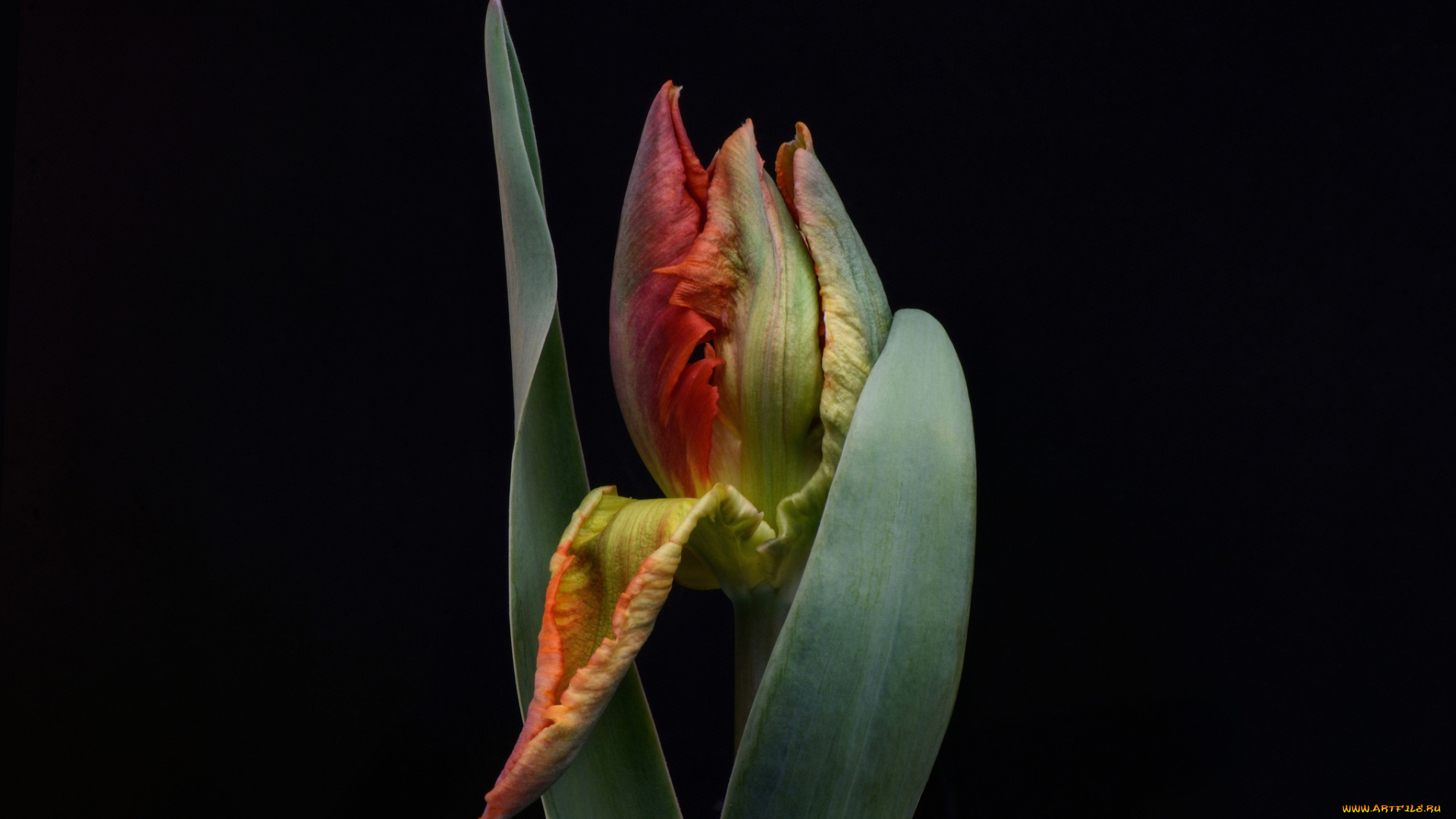 цветы, тюльпаны, тюльпан, черный, фон, бутон, цветок, листья