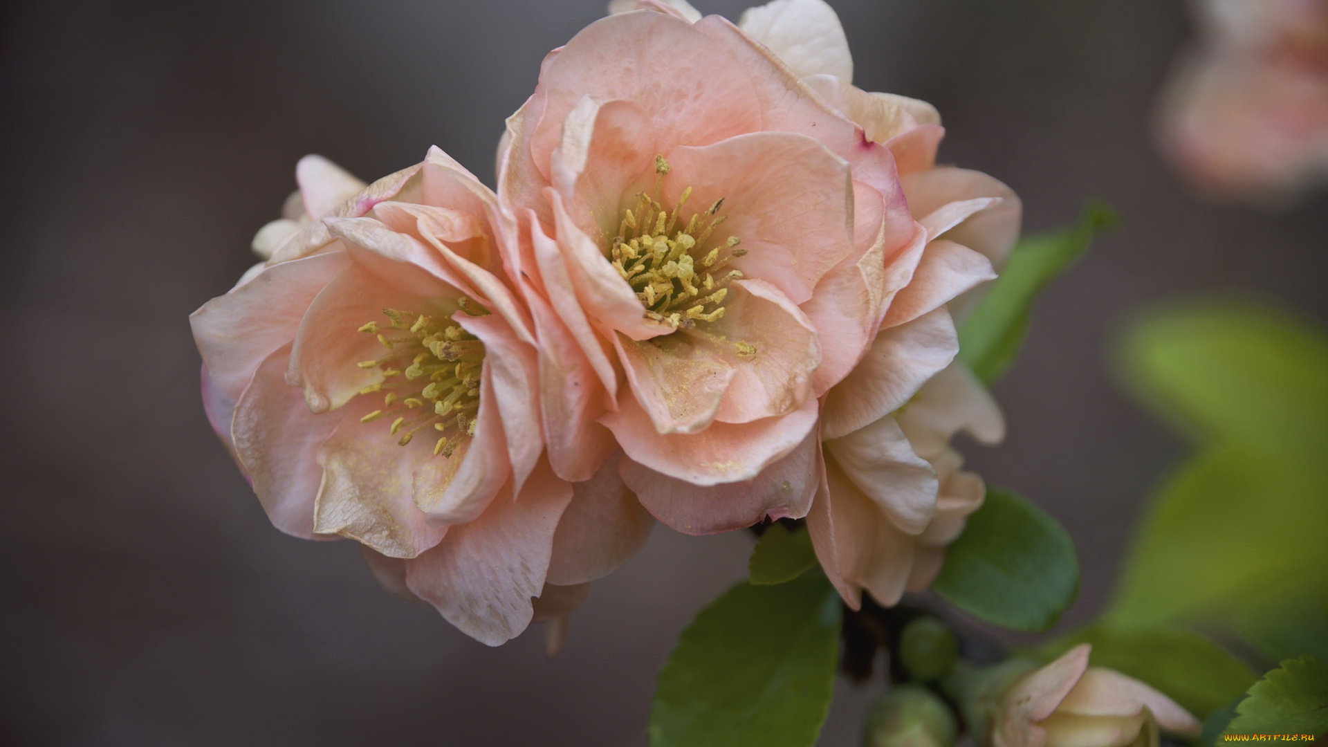 цветы, весна, фон, макро, цветение, природа, ветка