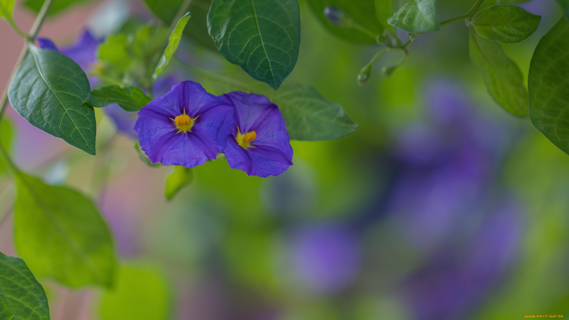 цветы, вьюнки, , ипомеи, фиолетовые