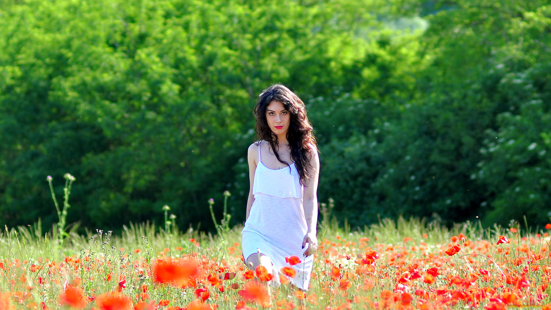 девушки, -unsort, , брюнетки, темноволосые, девушка, шатенка, поле, цветы, маки