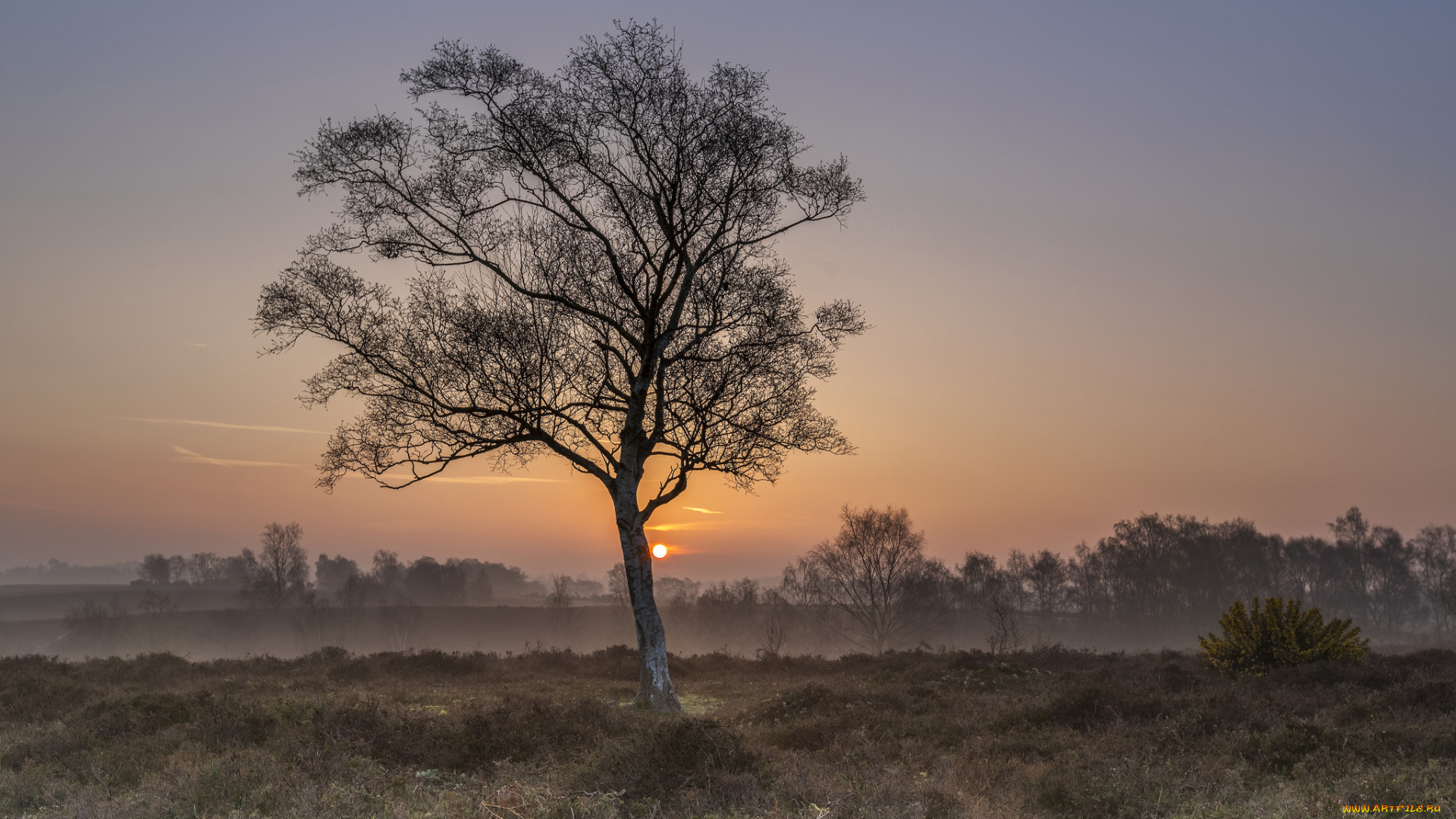 природа, деревья, простор