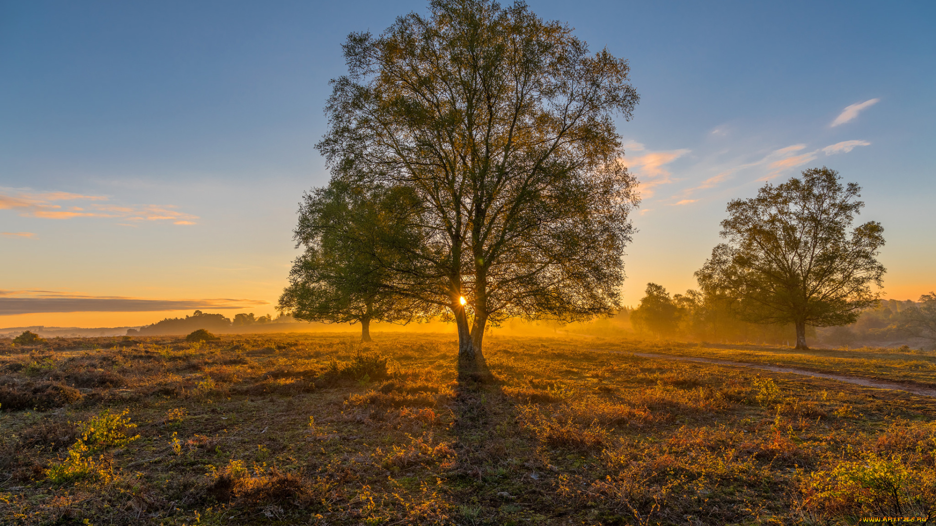 природа, деревья, рассвет