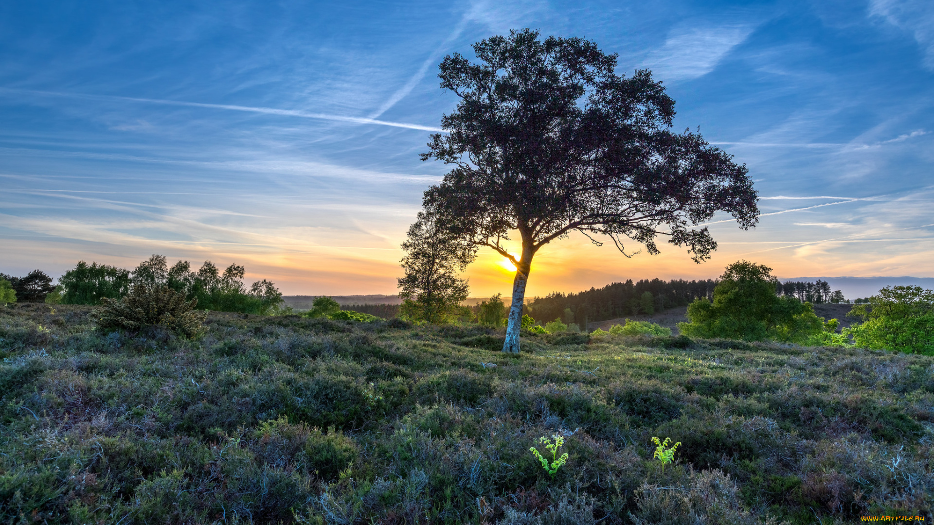 природа, деревья, рассвет
