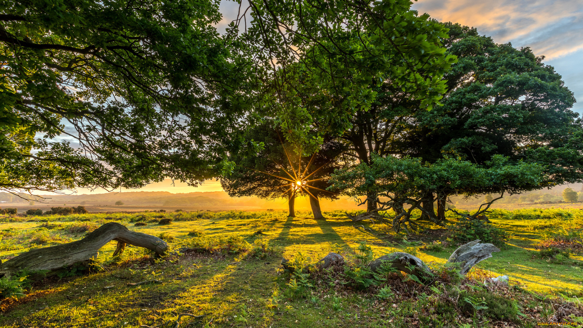 природа, деревья, рассвет