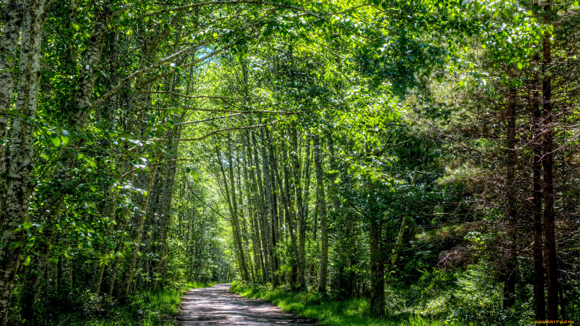 природа, дороги, река, лес