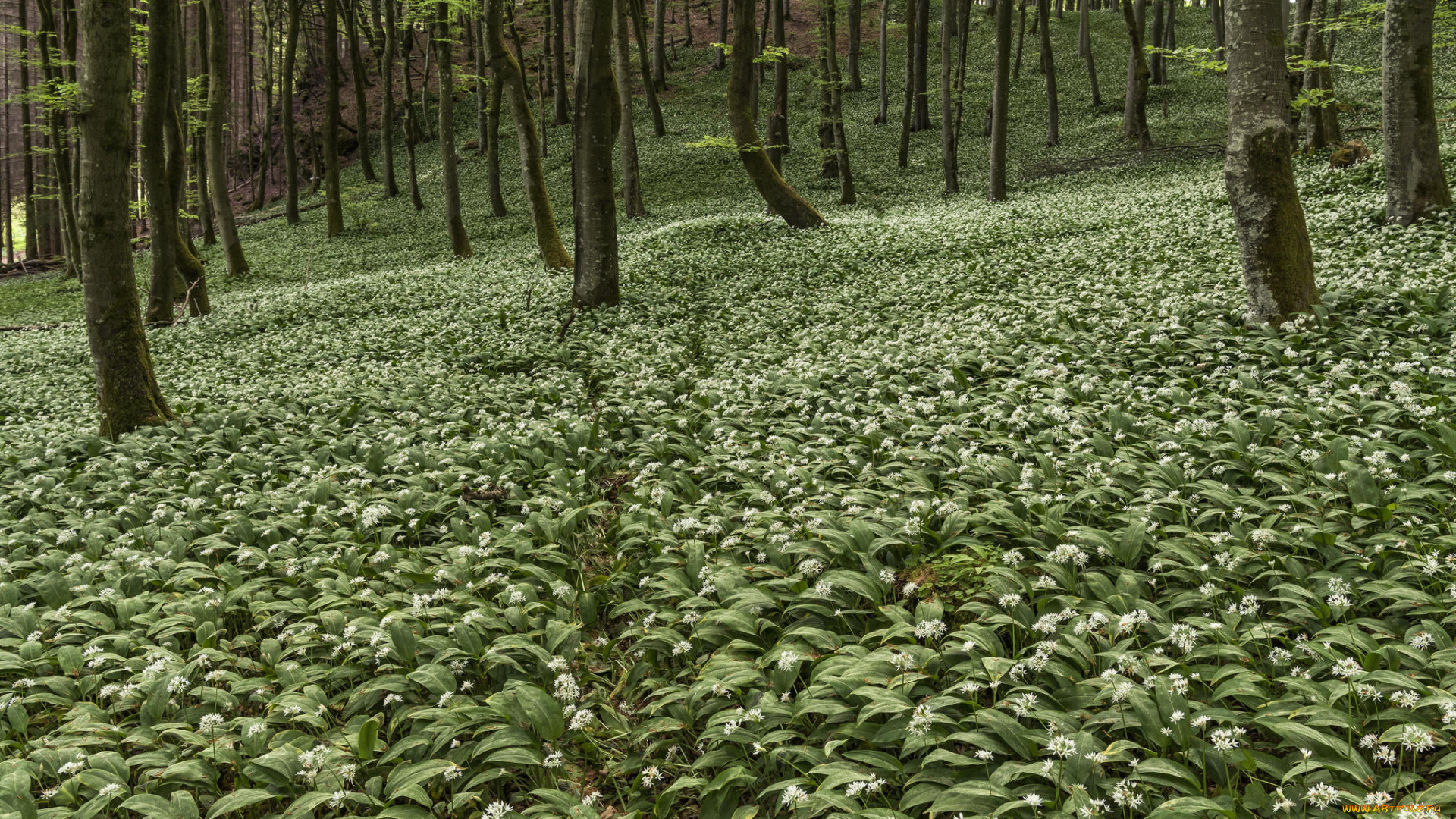 природа, лес, цветы, деревья