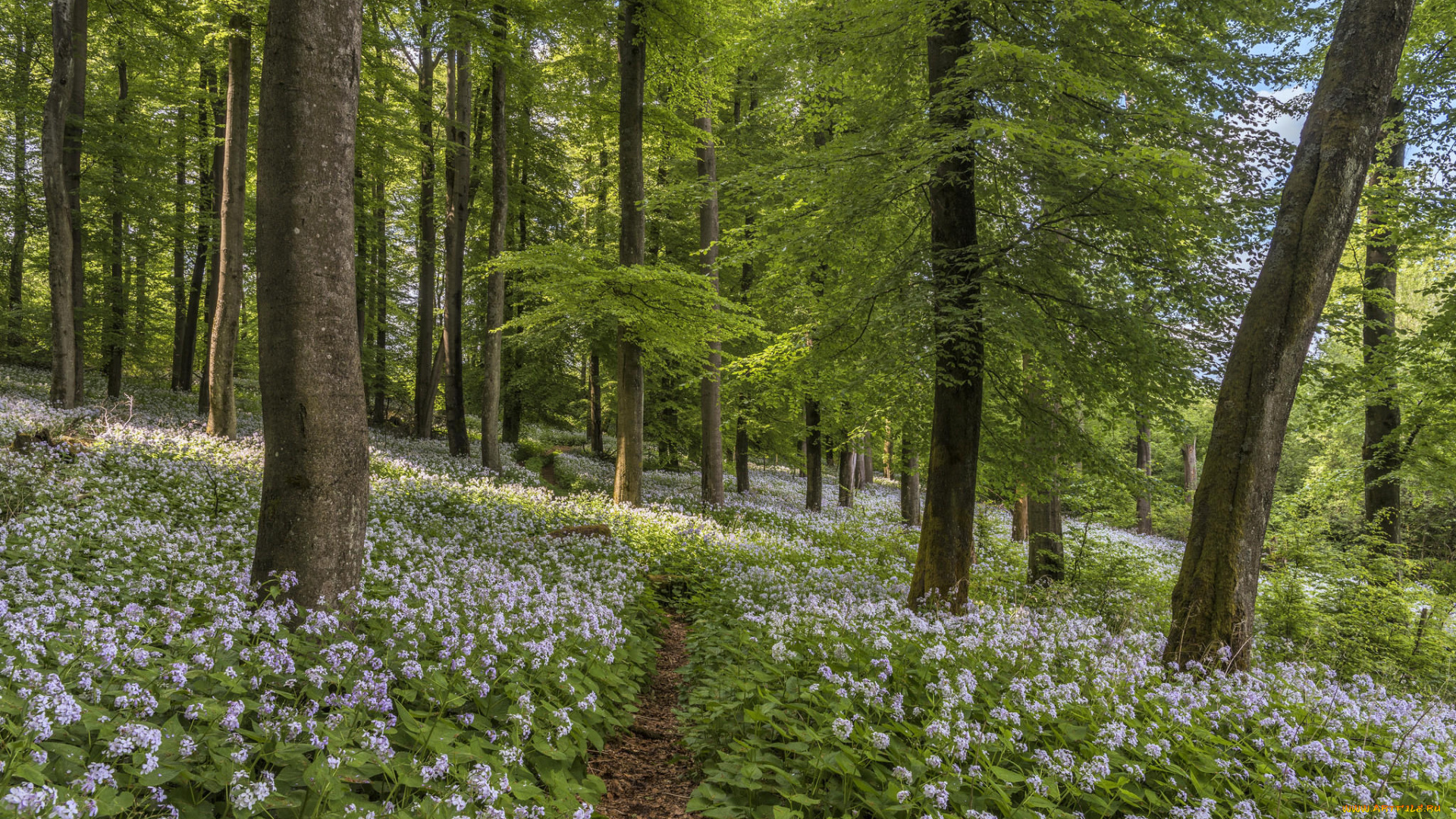 природа, лес, цветы, деревья