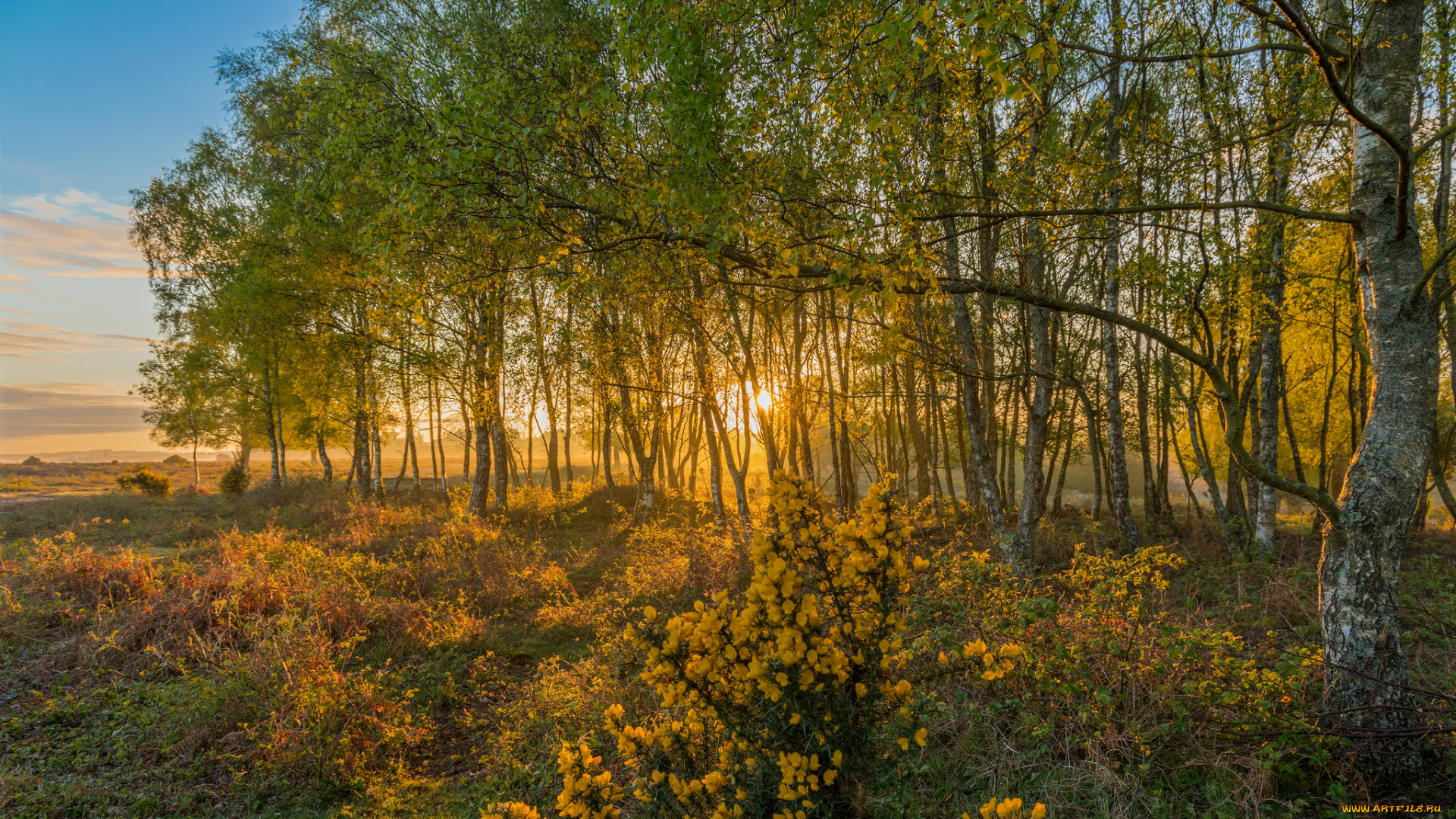 природа, лес, рассвет