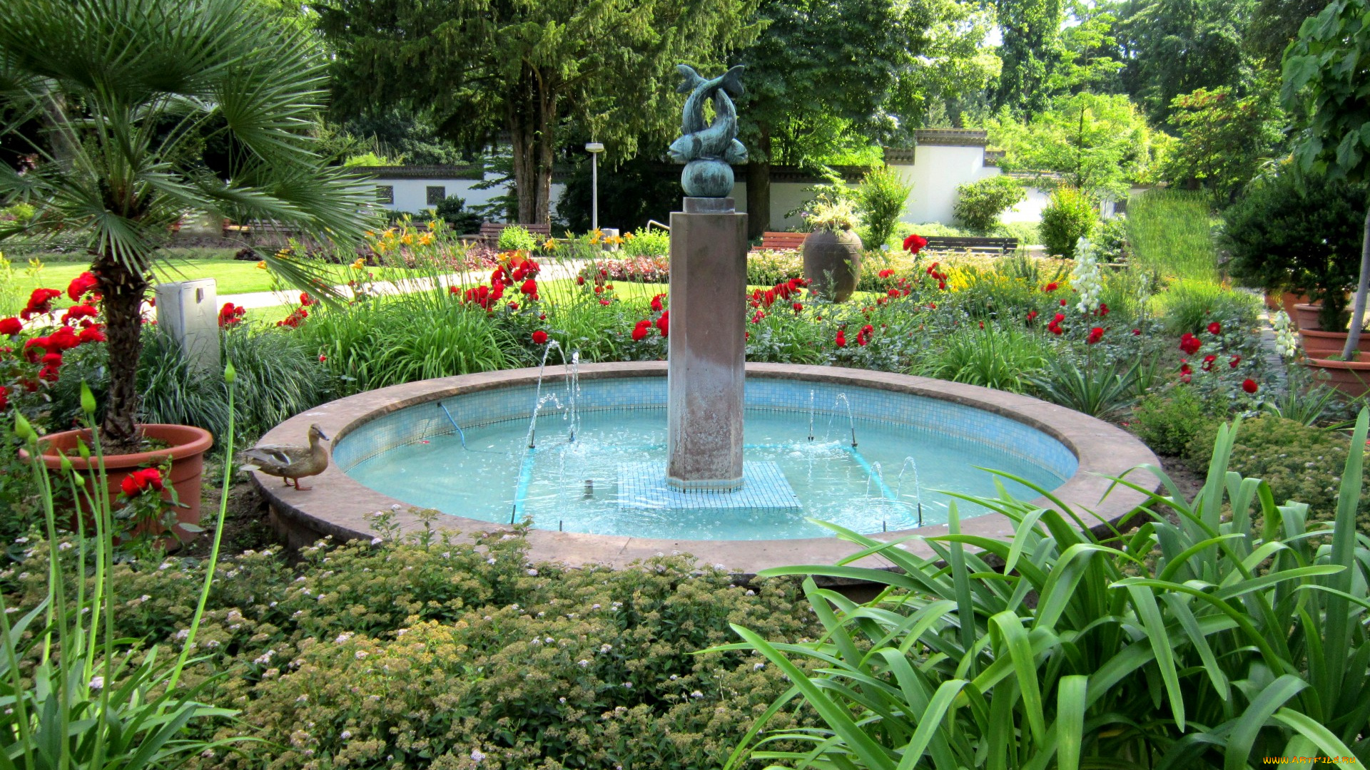 природа, парк, пальмы, клумбы, фонтан