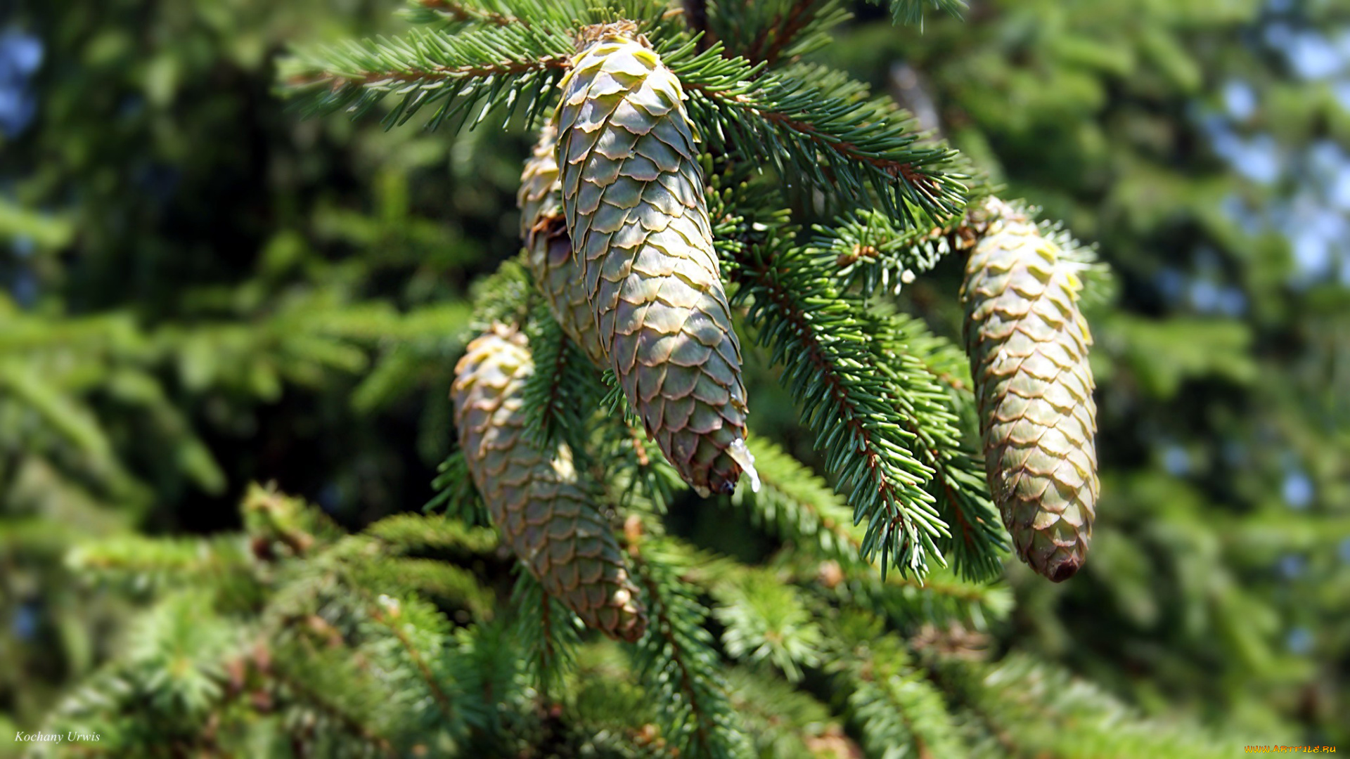 природа, шишки, , жёлуди, , каштаны, ветка, еловая