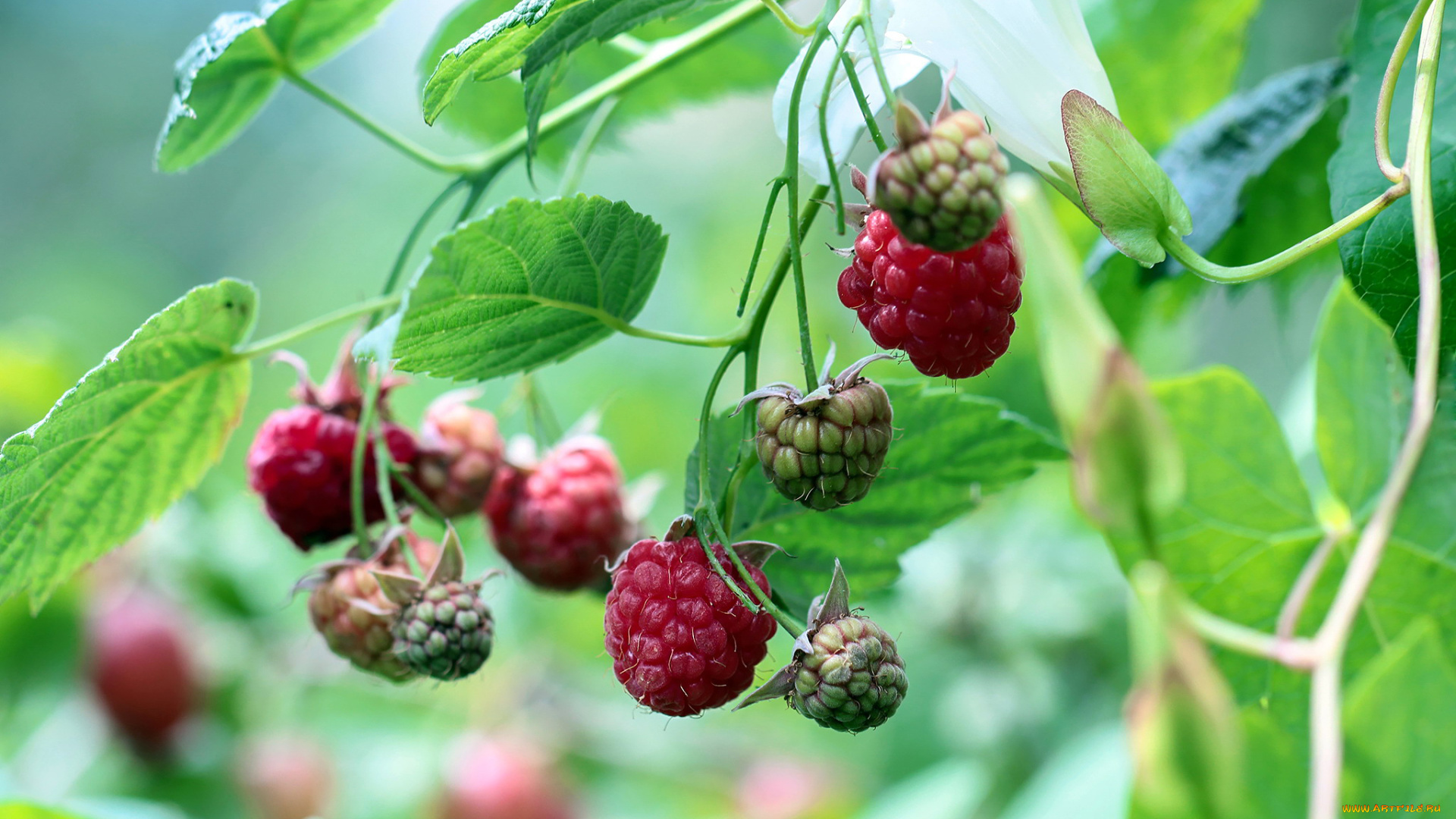 природа, Ягоды, малина