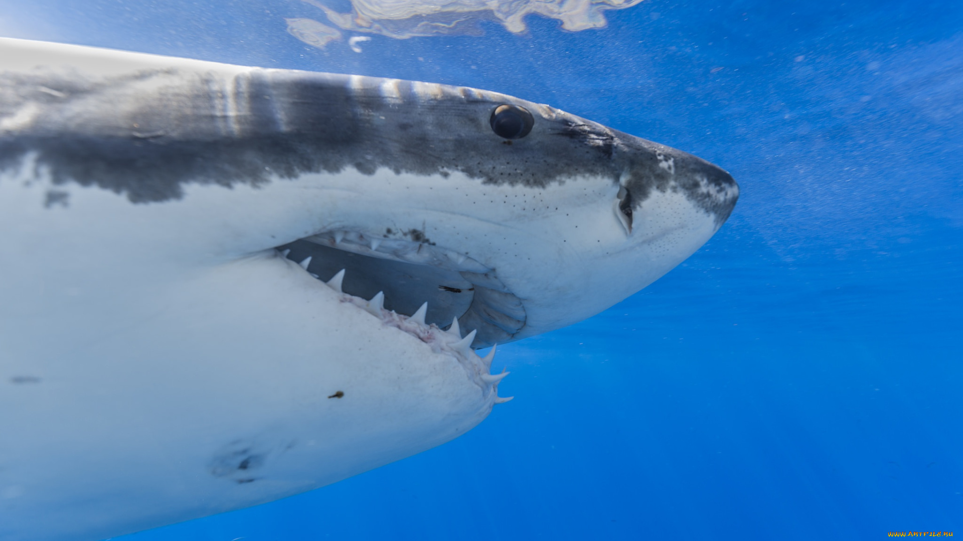 животные, акулы, море, подводный, мир, рыбы, океан