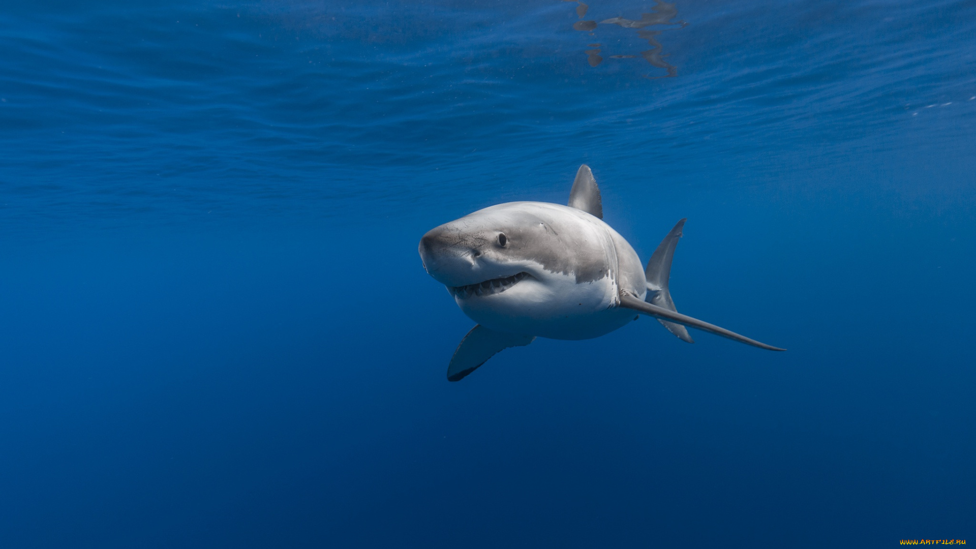животные, акулы, подводный, мир, море, океан, рыбы
