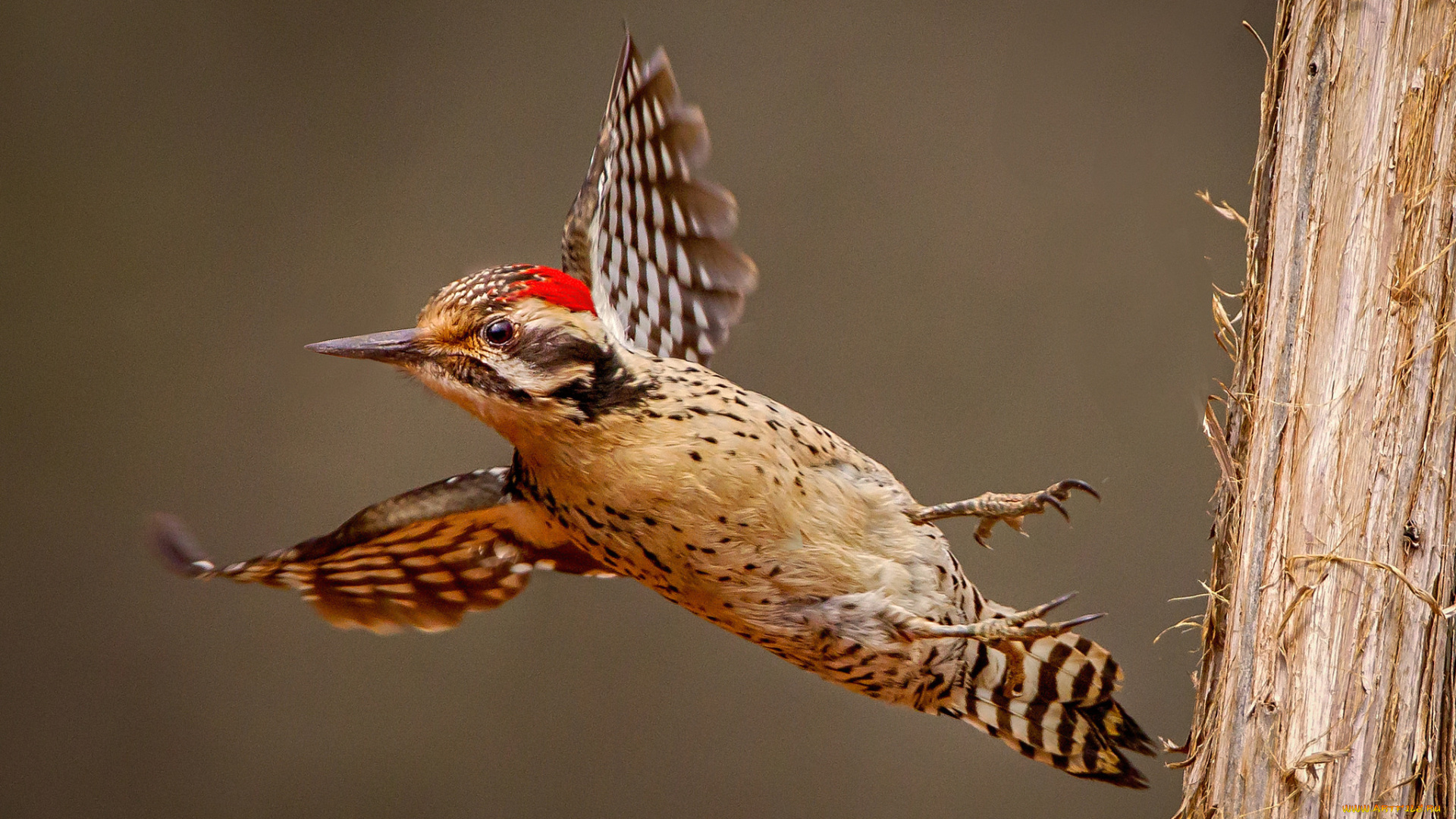 животные, дятлы, птичка