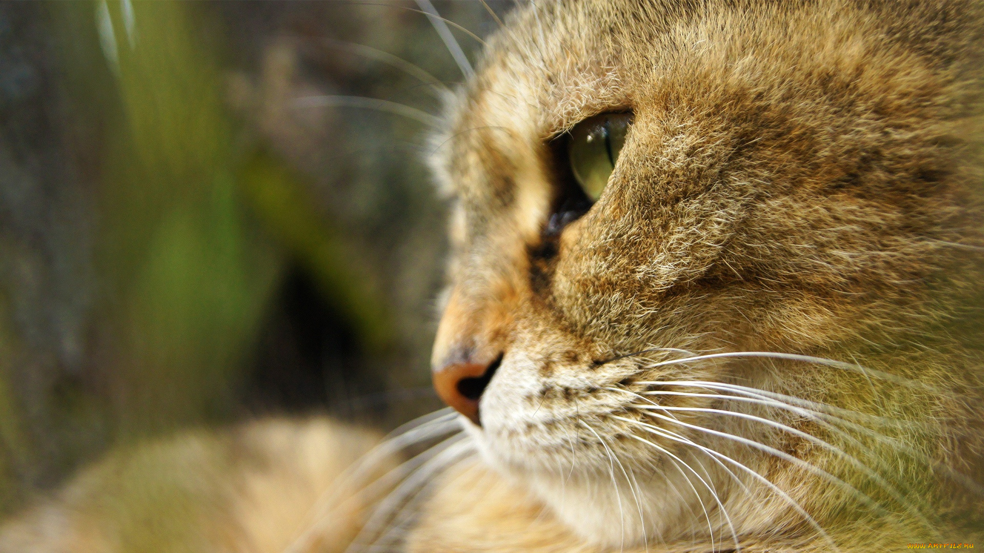 животные, коты, анфас, морда