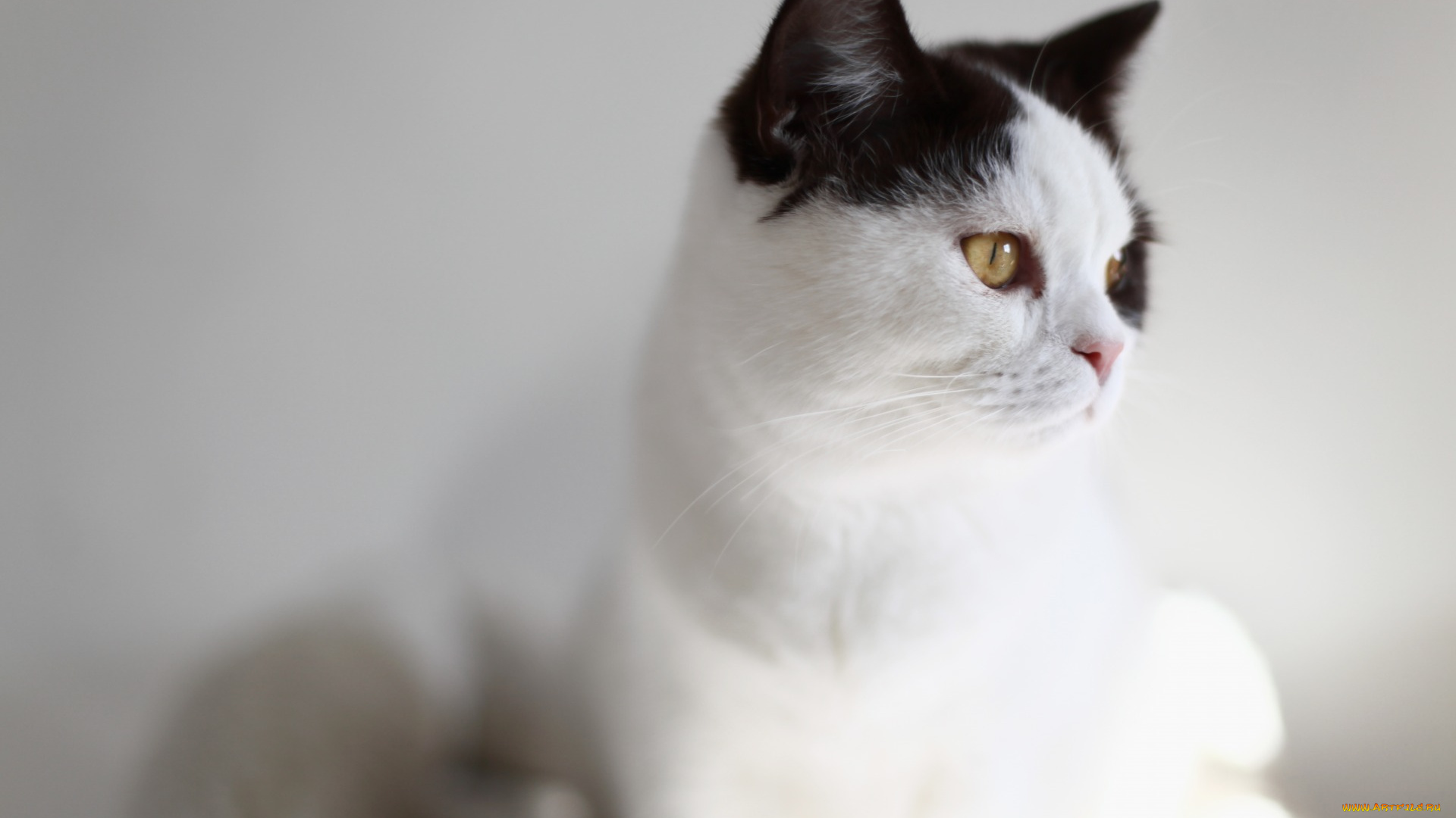 животные, коты, анфас, морда