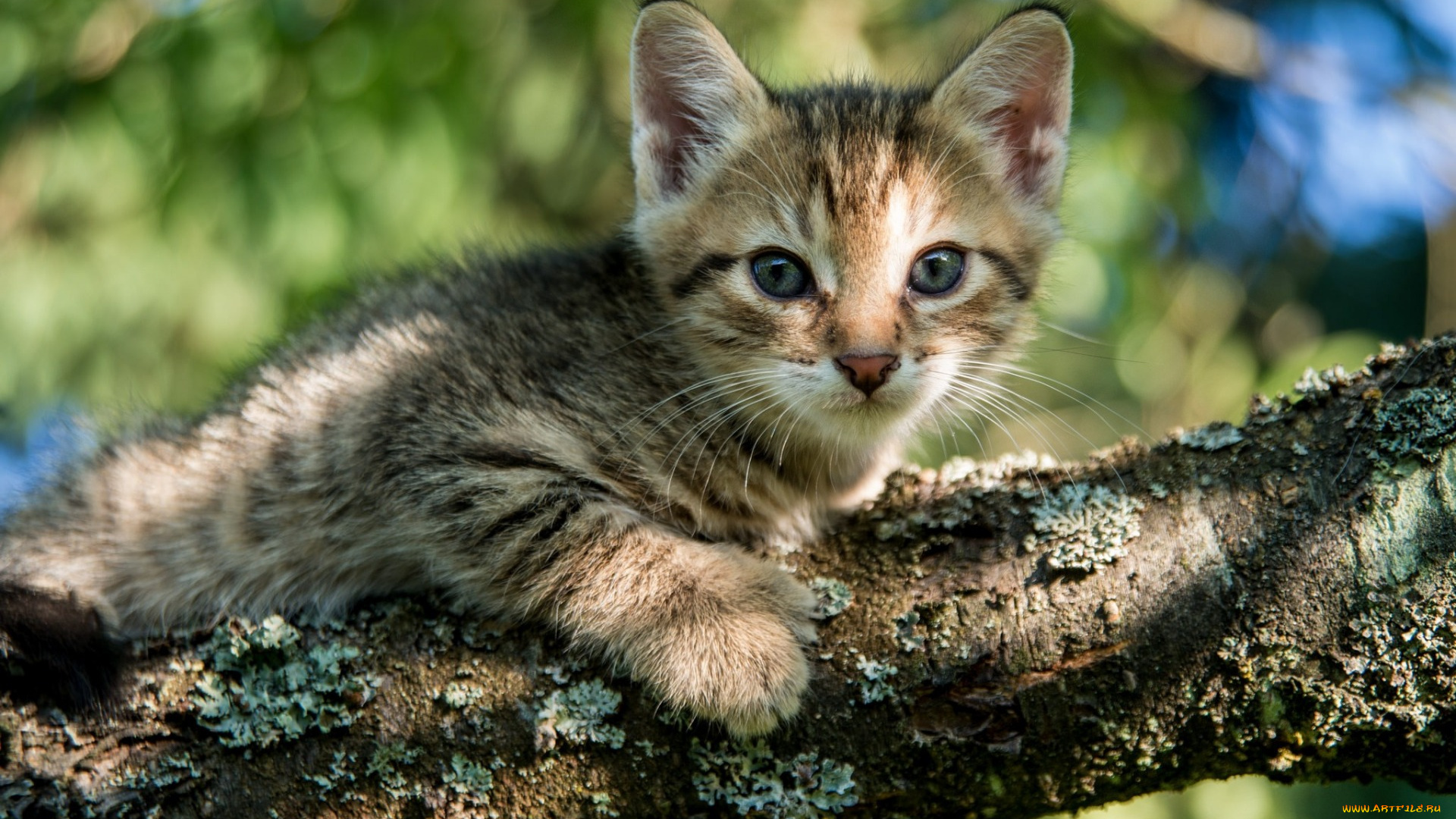 животные, коты, дерево