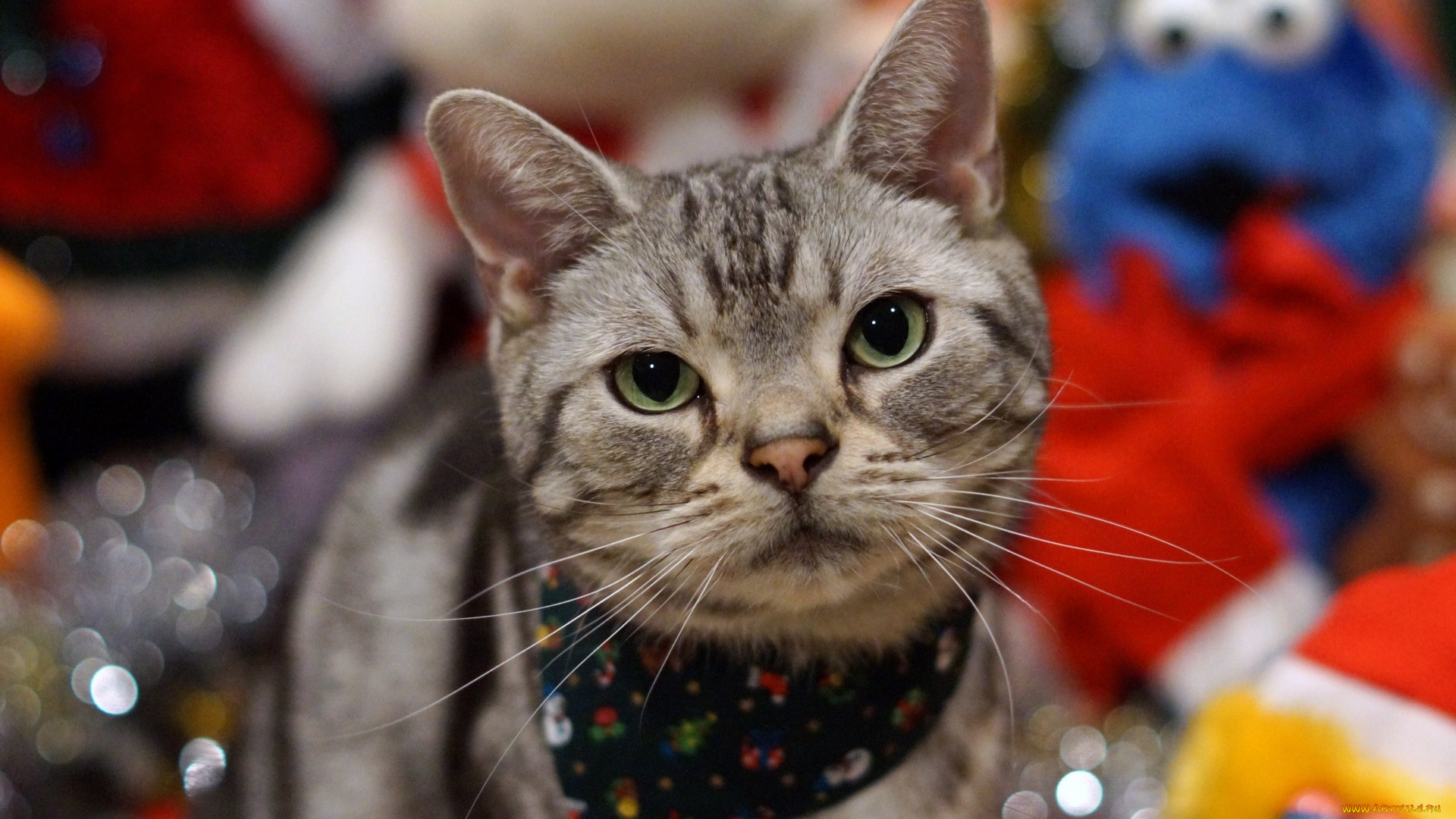 животные, коты, игрушки, платок, морда, профиль, взгляд