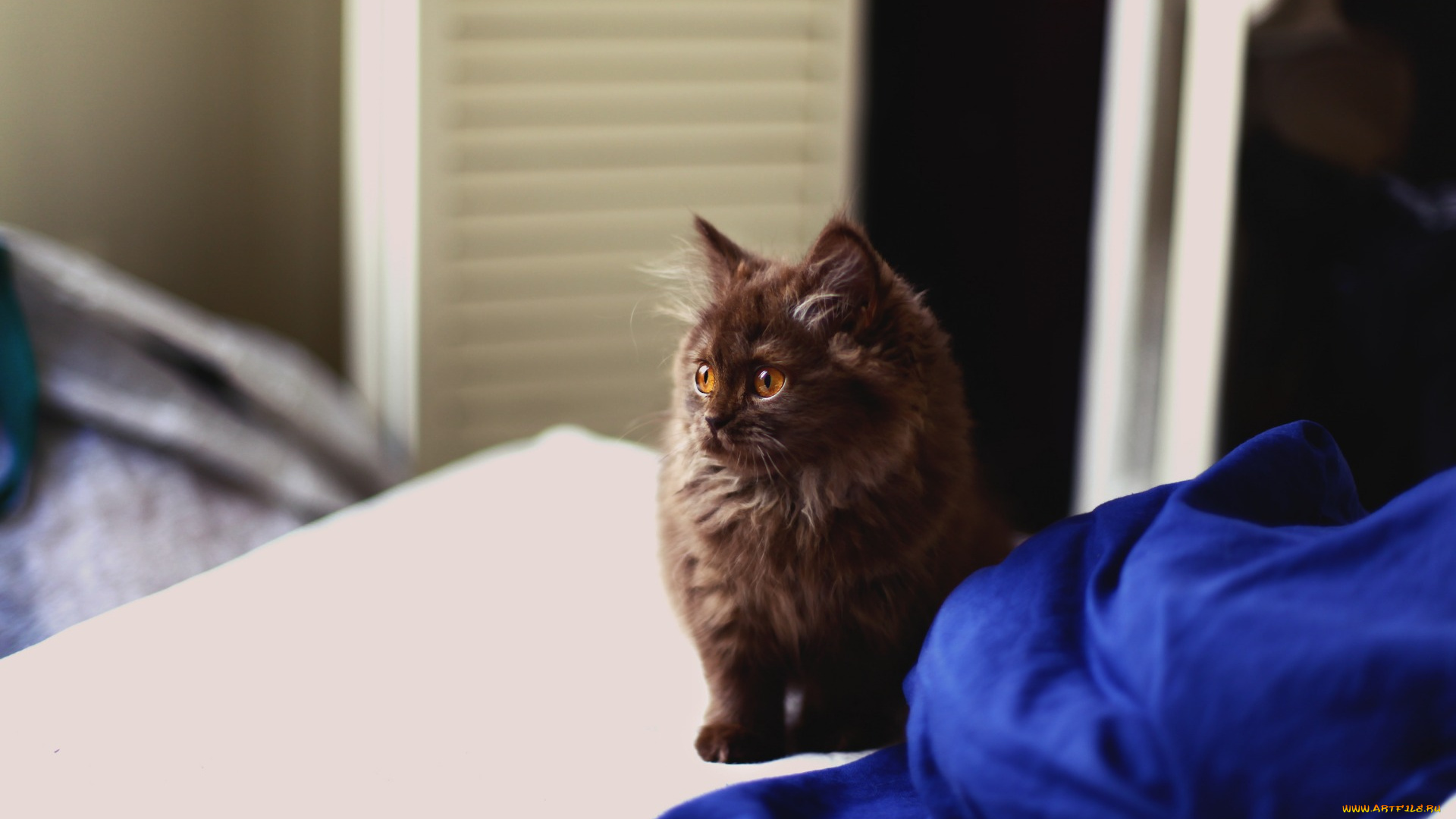 животные, коты, котенок