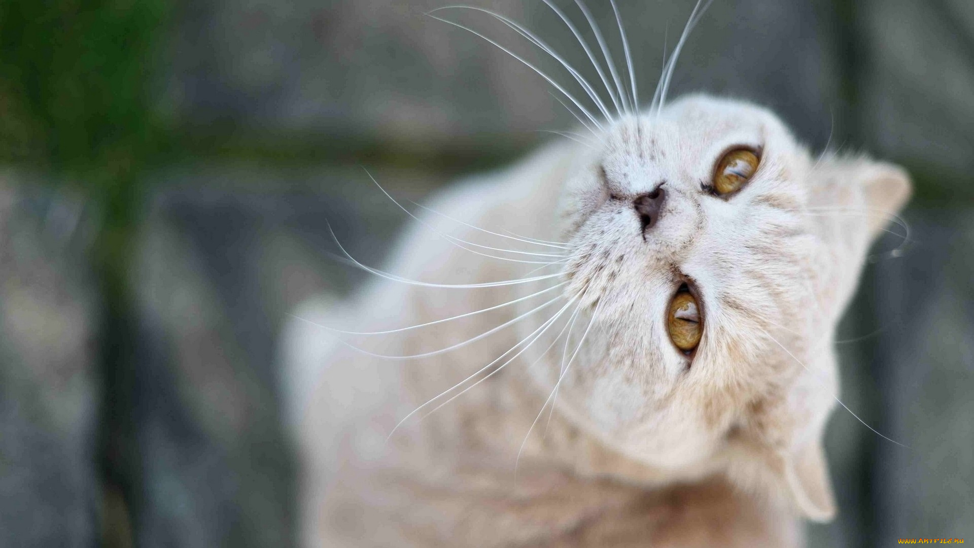 животные, коты, морда