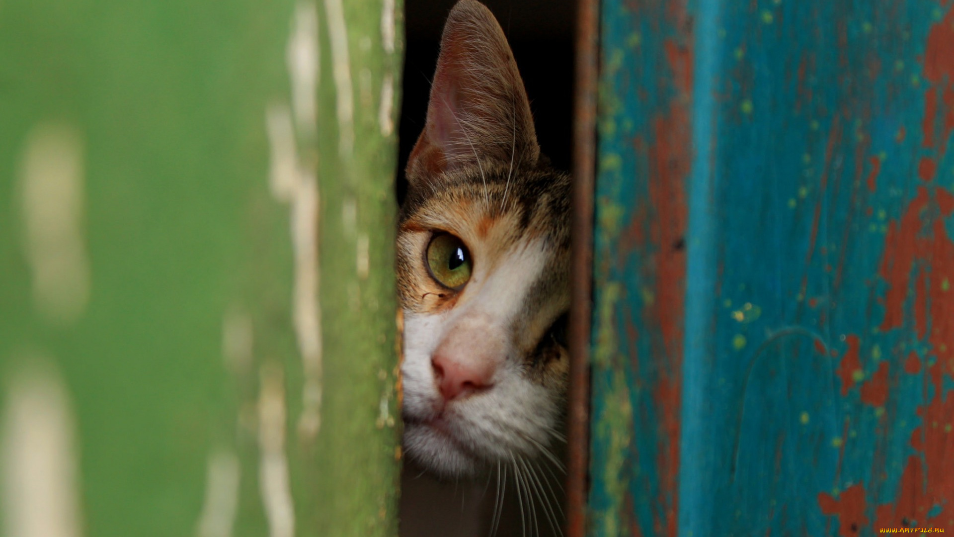 животные, коты, морда